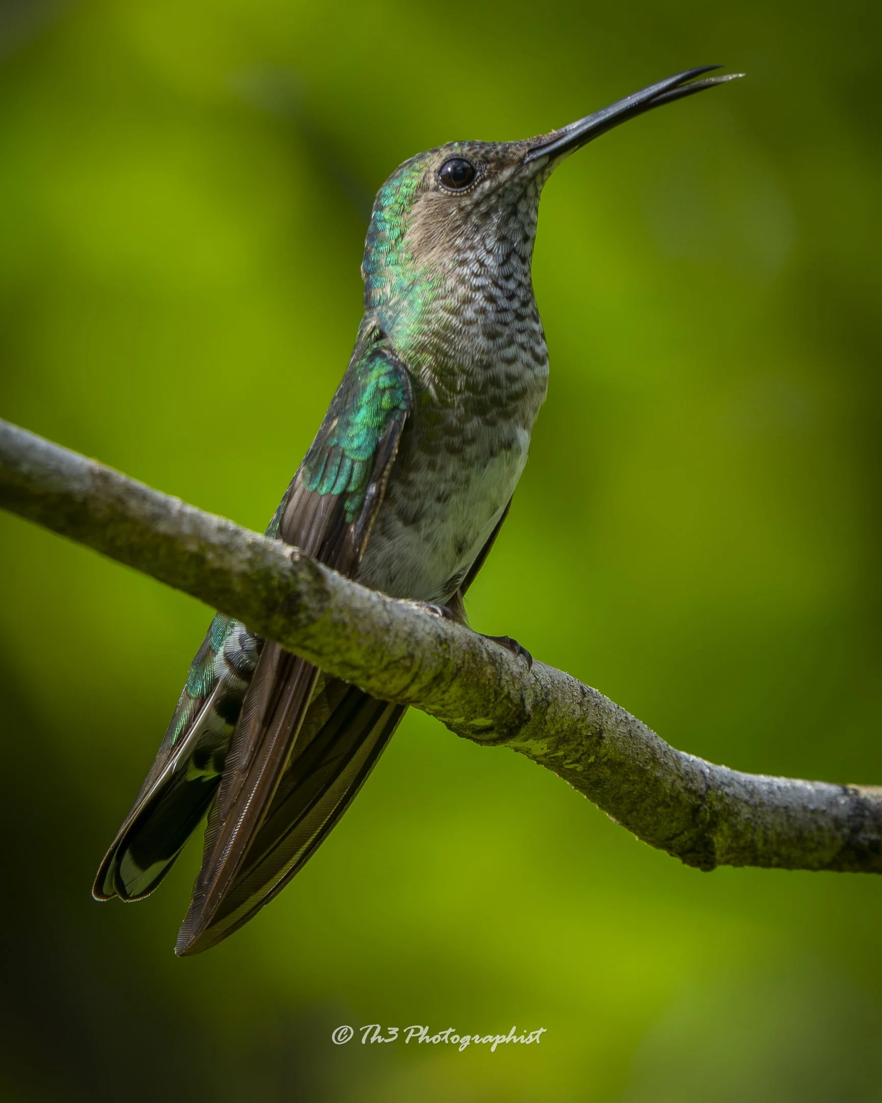 Copper-rumped Hummingbird