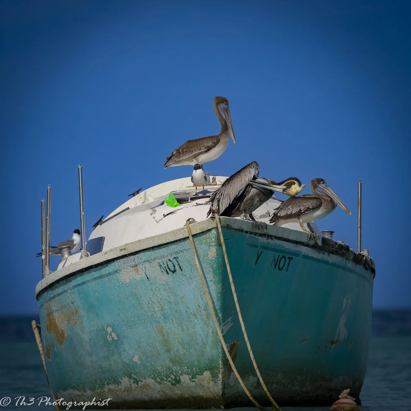 Trash to Treasure (Brown Pelican)