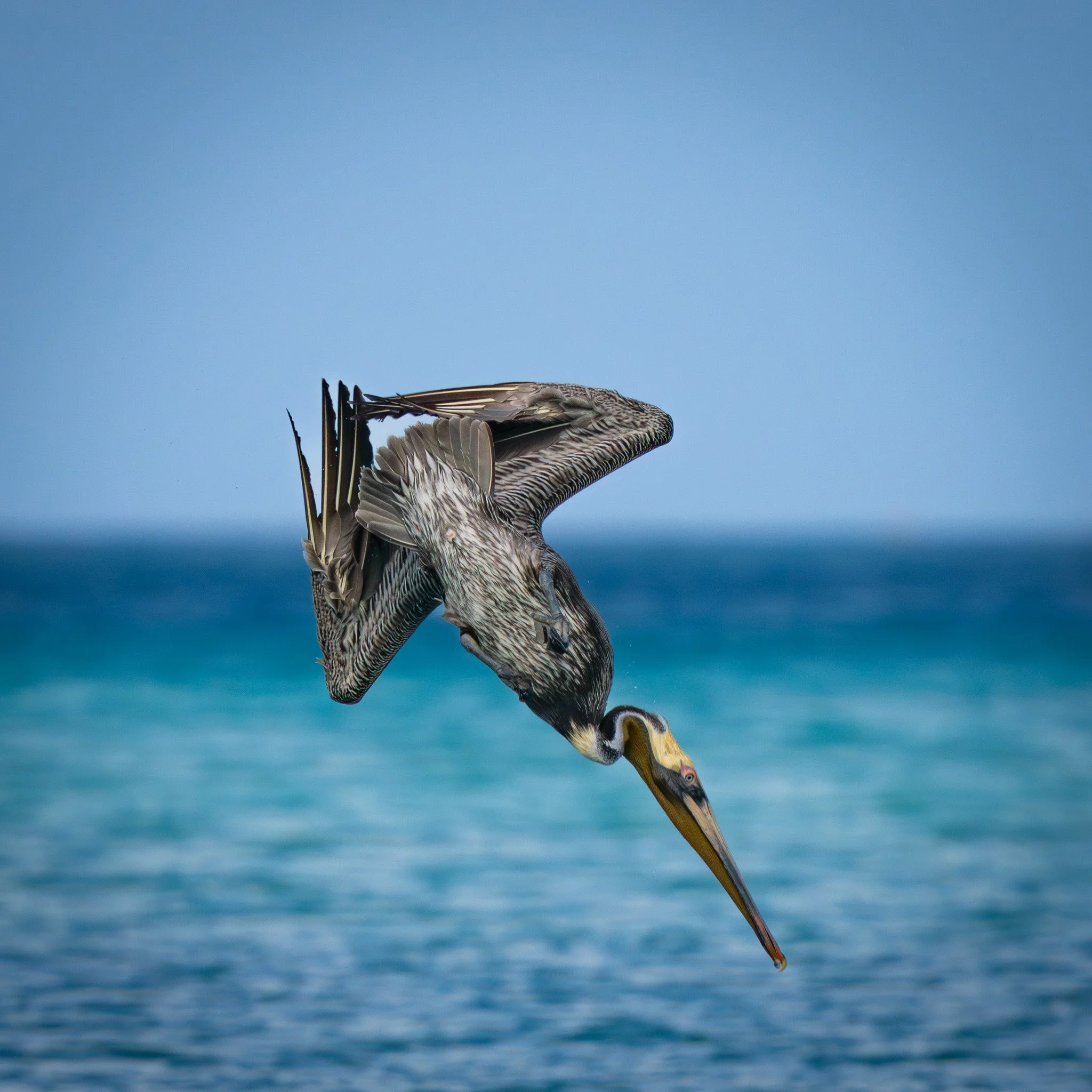 Marine Missile (Brown Pelican)