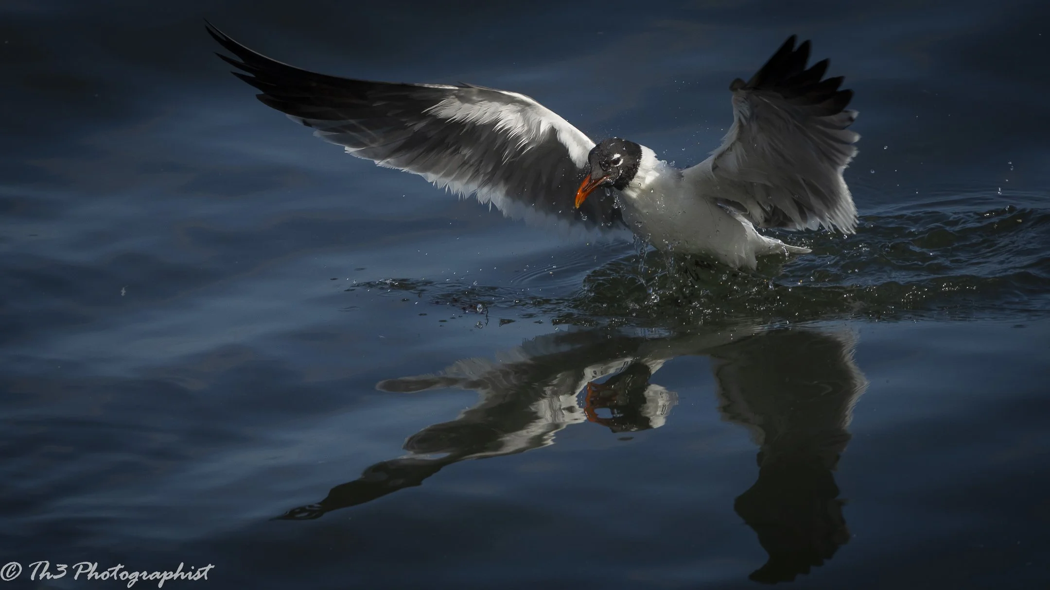 Out of the Depths (Laughing Gull)