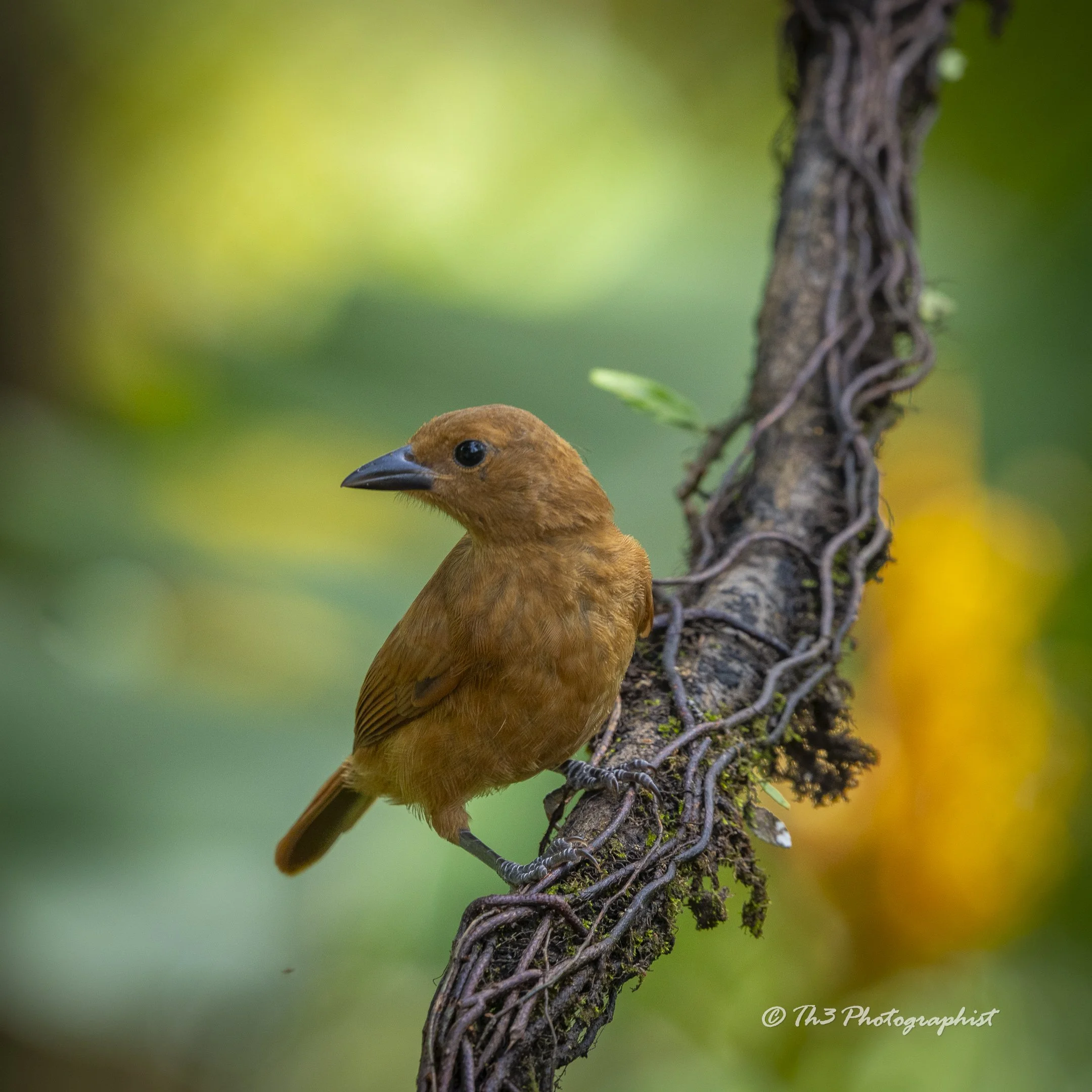 White-lined Tanager 