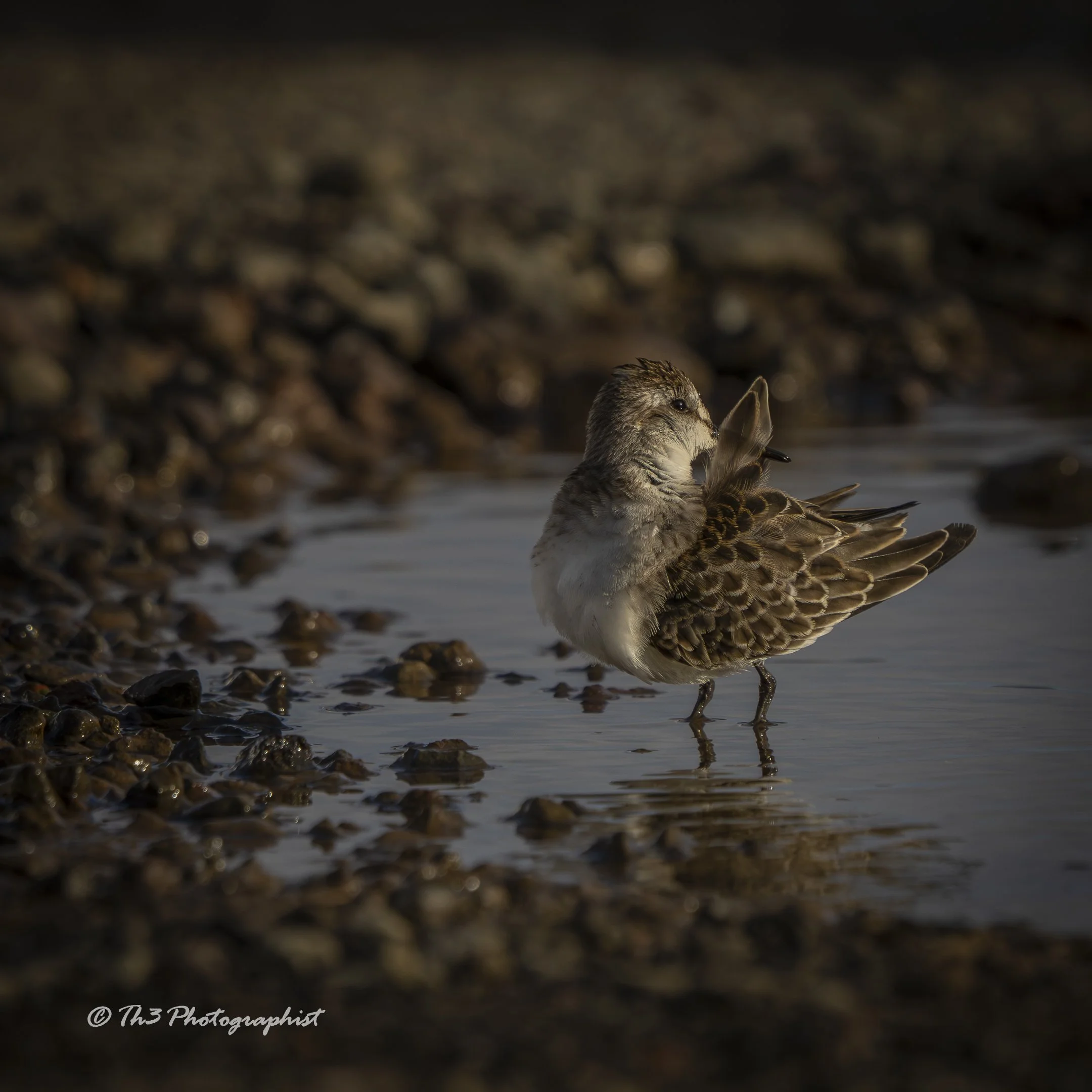 Bathe time Bliss 3 (Least Sandpiper)