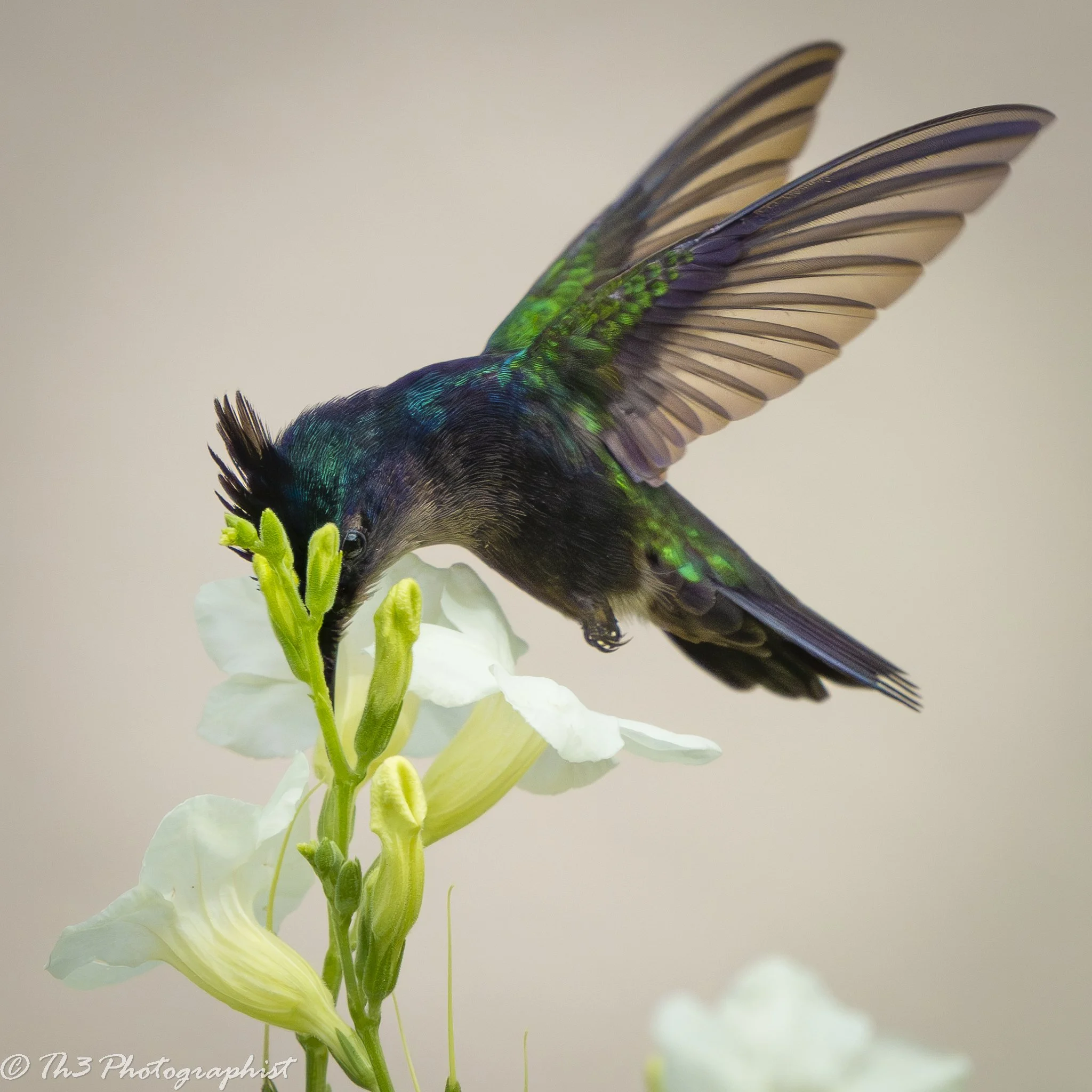 Antillean Crested Hummingbird