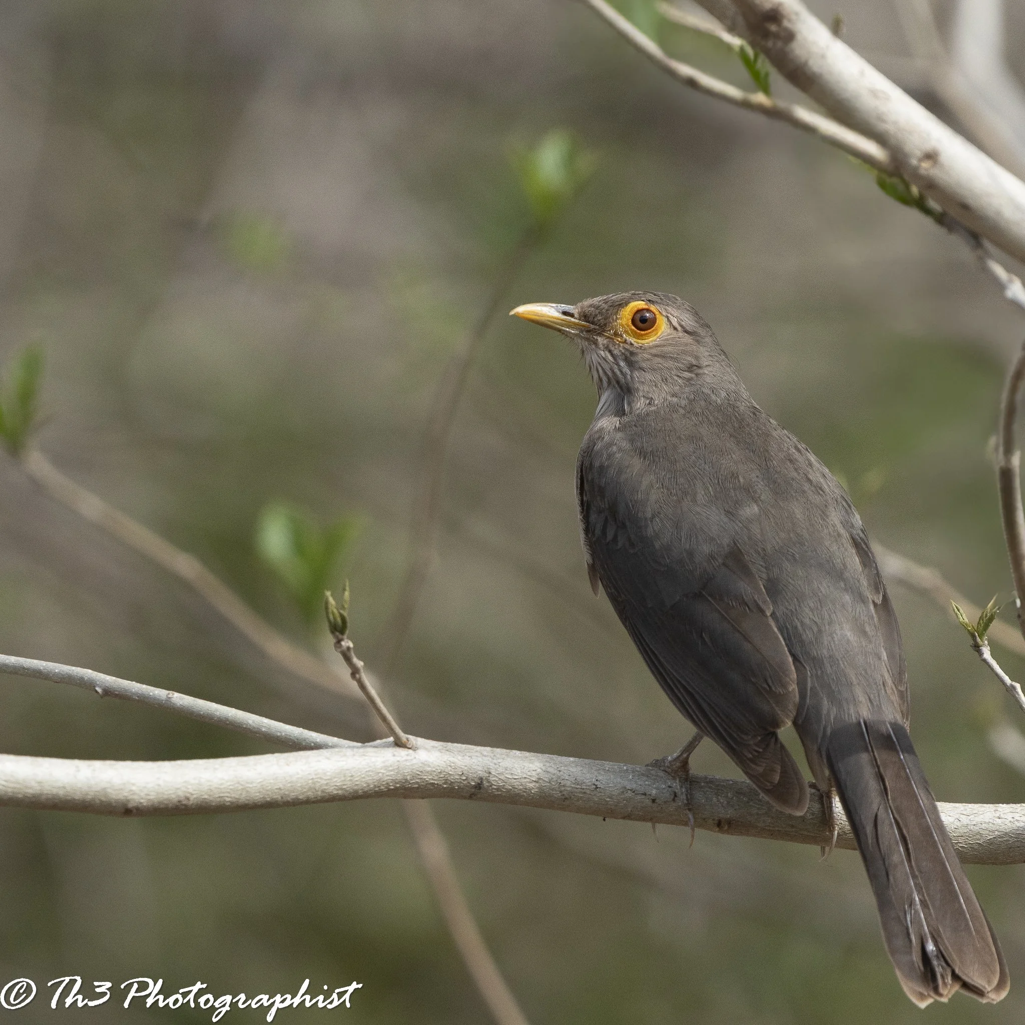 Spectacled Thrush