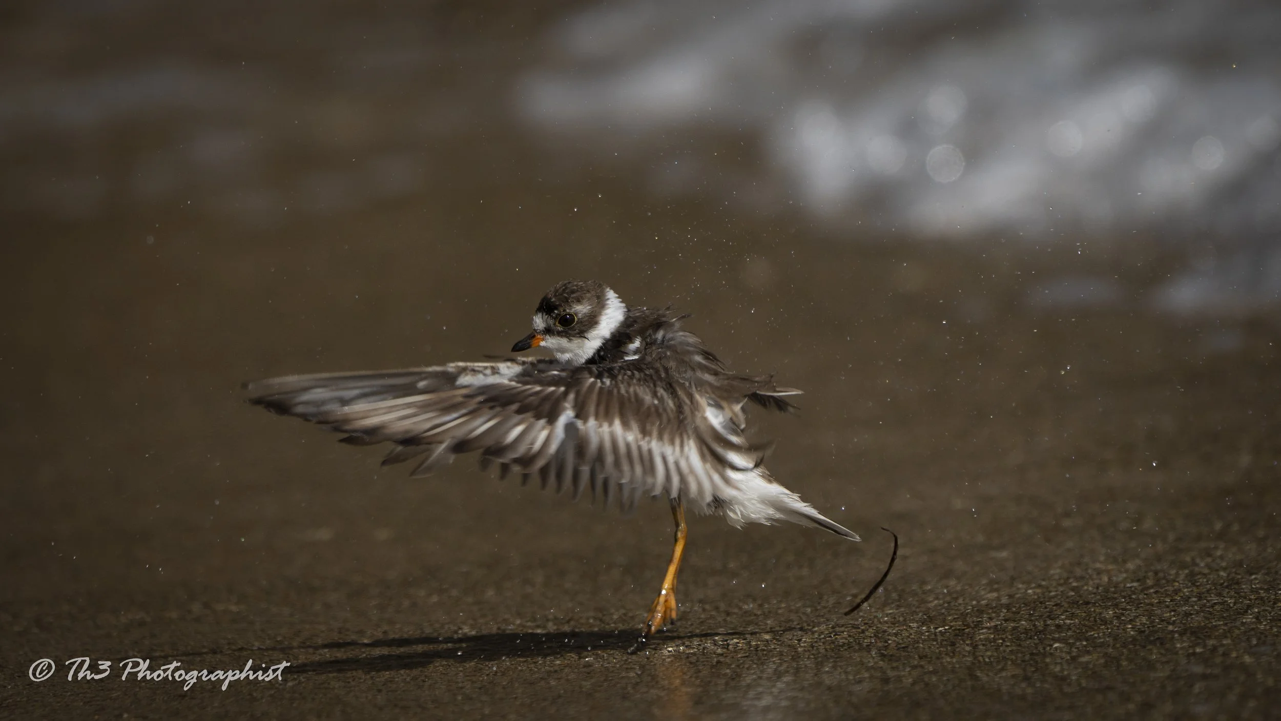 Seaside Ballet (Semi-palmated Plover)