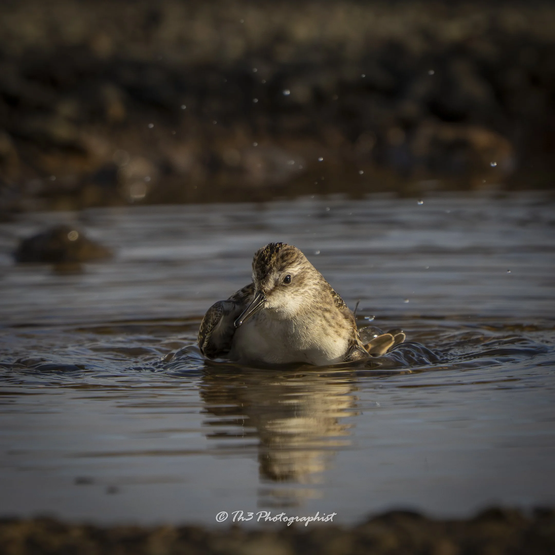 Bathe Time Bliss 1 (Least Sandpiper)