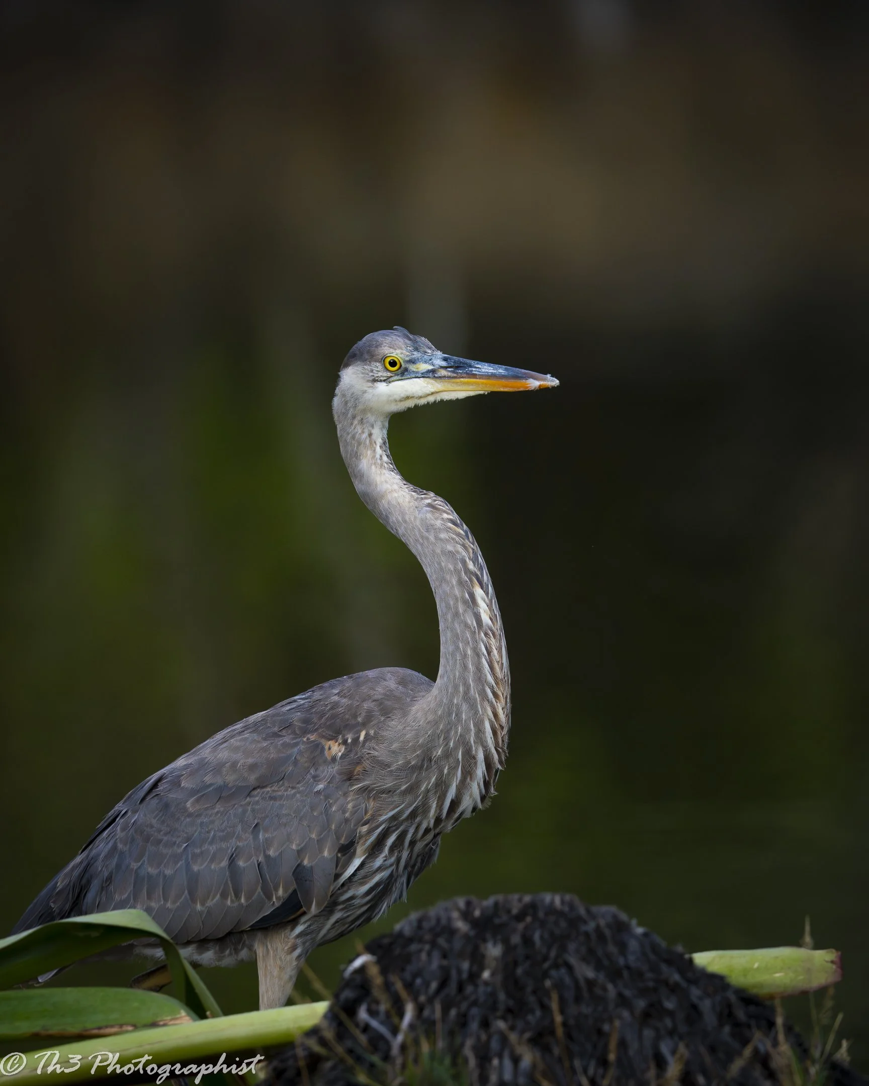 Great Blue Heron