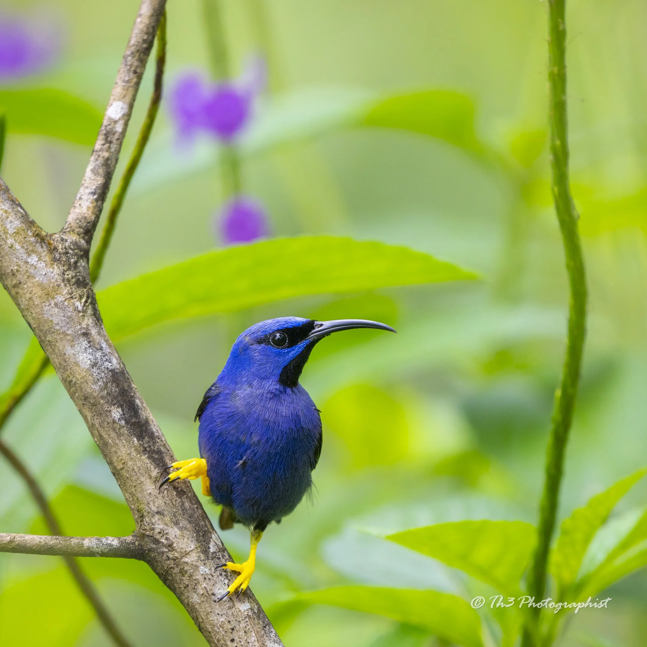 The Color Purple (Purple Honey Creeper)