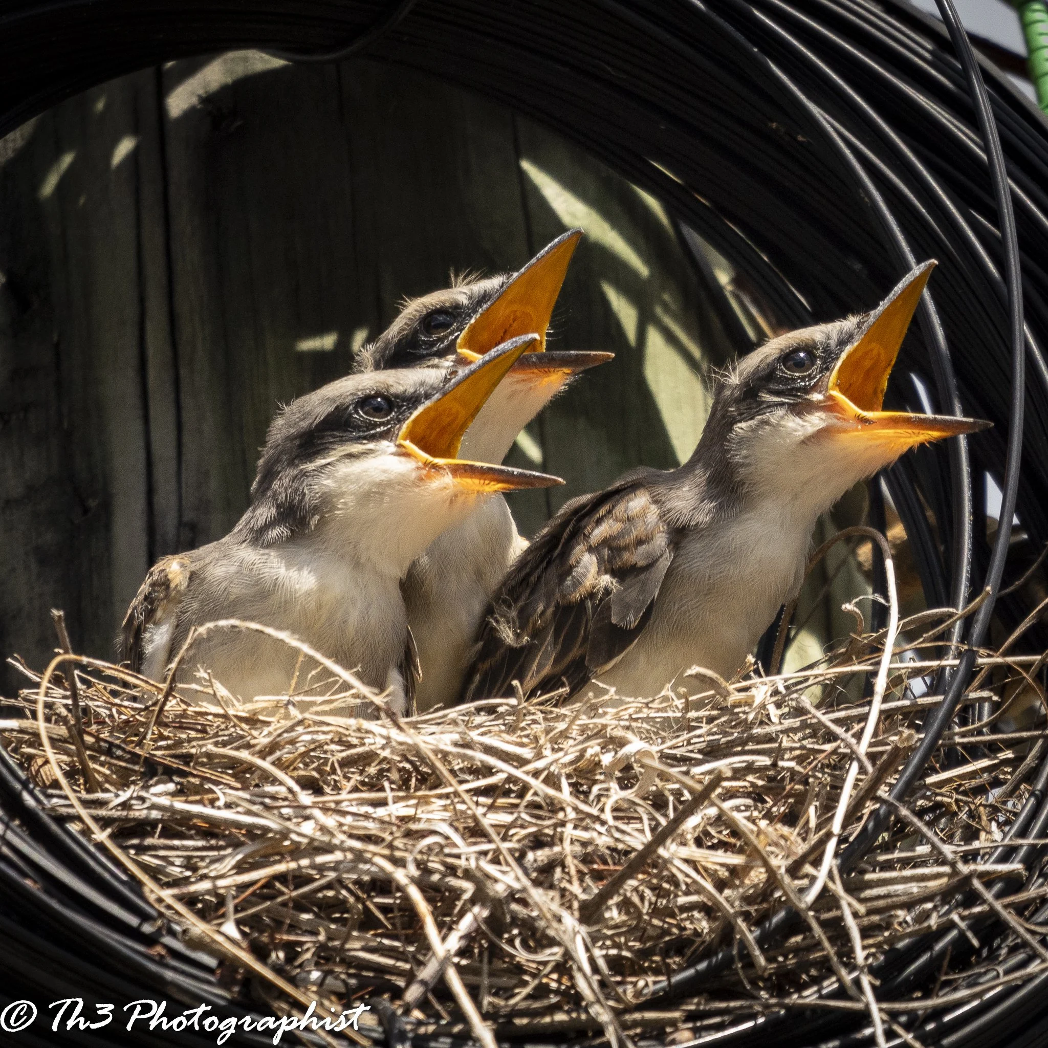 Hunger Pangs (Grey Kingbird)