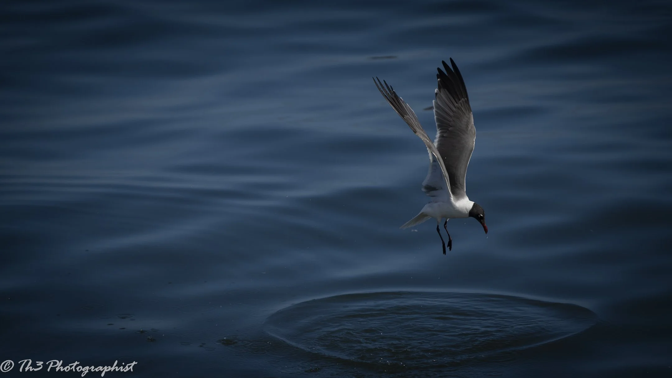 Tranquility (Laughing Gull)