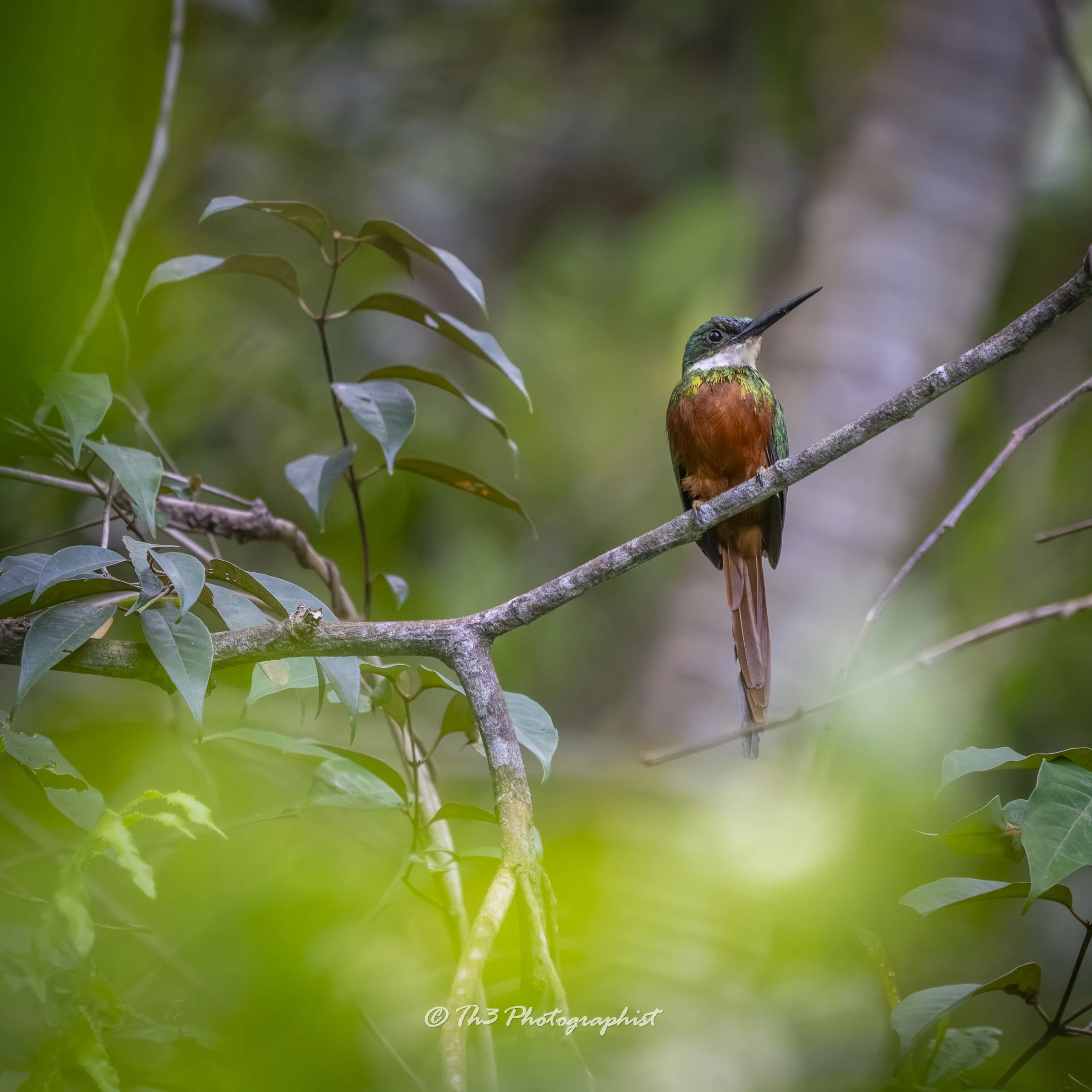 Mistaken Royalty (Rufous-tailed Jacamar)