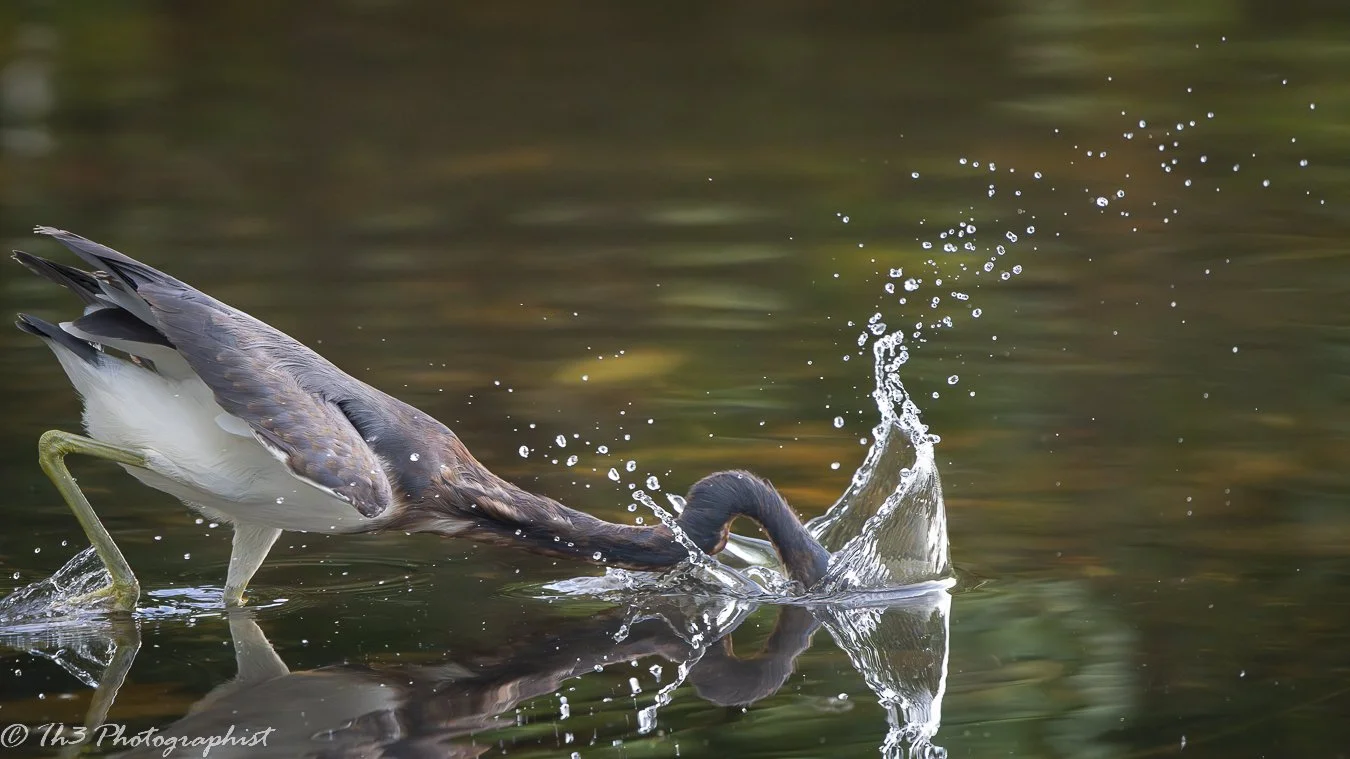 Tricolored Heron