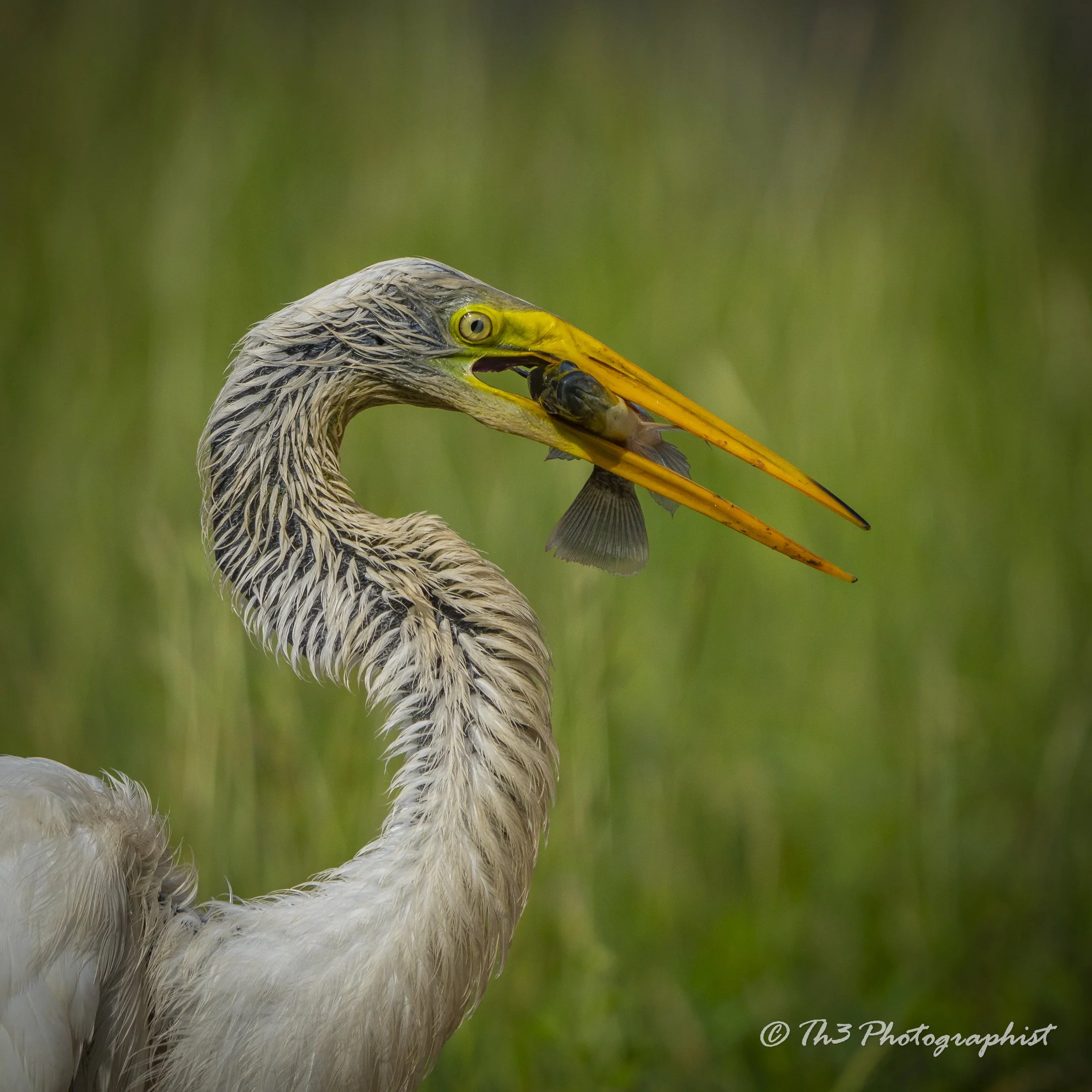Fish Flip 1 (Great Egret)  