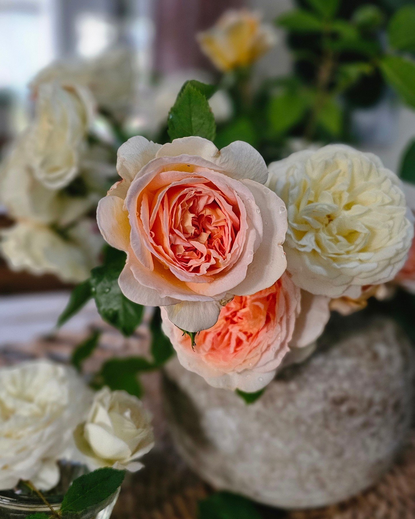 Sugar and spice and all things nice, that's what our flowers are made of ✨️

All our rose bushes in our south facing garden have been pruned, weeded, and mulched. We are very excited to have blooms like these to include in our work again this year.

