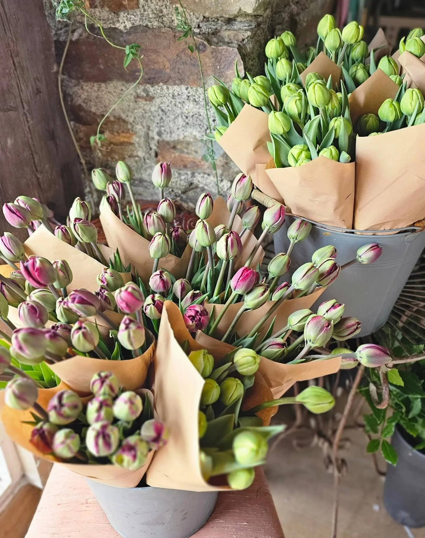 Exclusively grown tulips for @theroughtyfoodie @theenglishmarketcork available in Cork today!

These beautiful, double variety tulips have been grown in homemade (to organic principles) compost in the open Irish weather - no forcing under artificial 