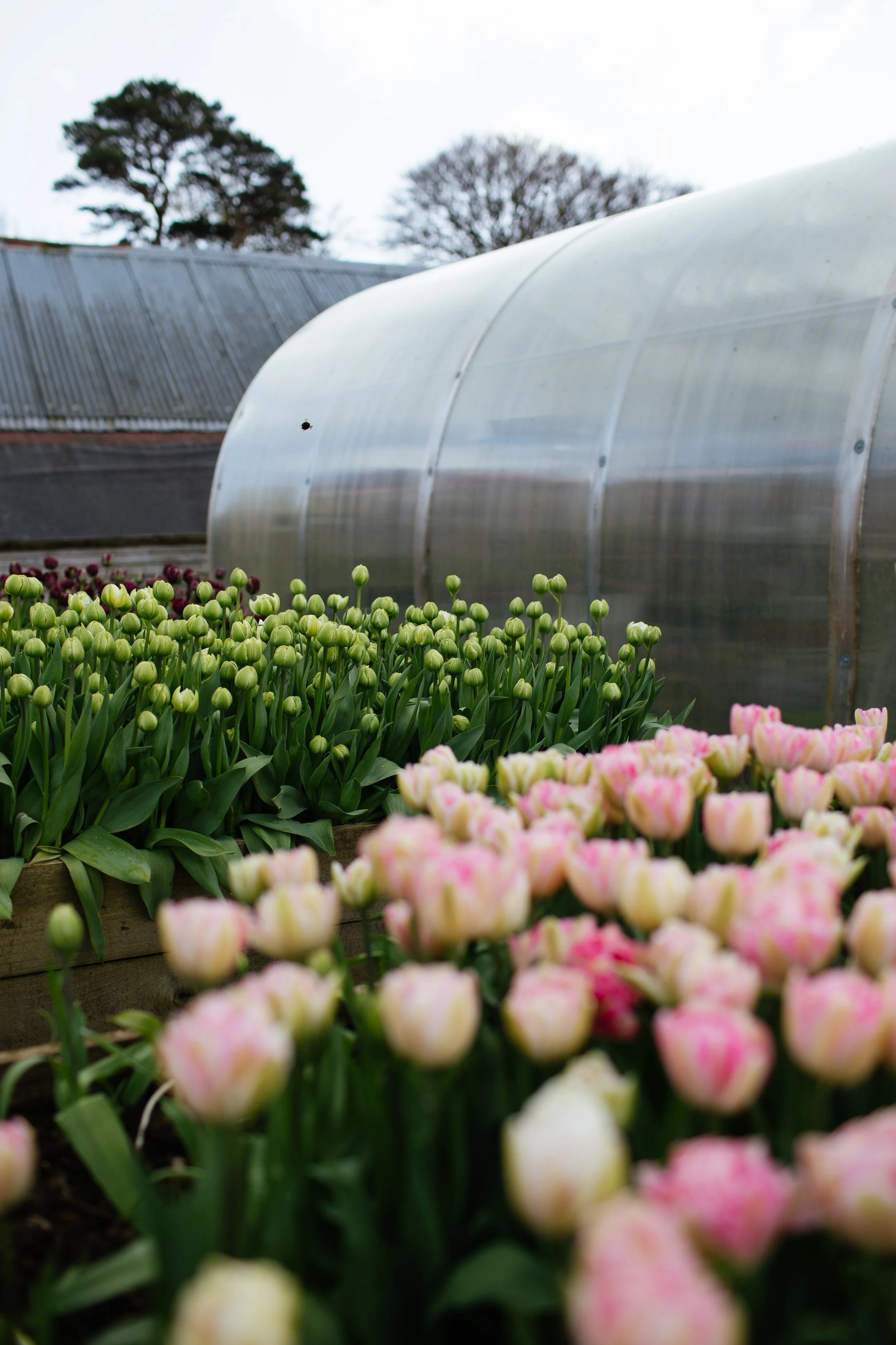 The Garden Haven ~ Spring 2026