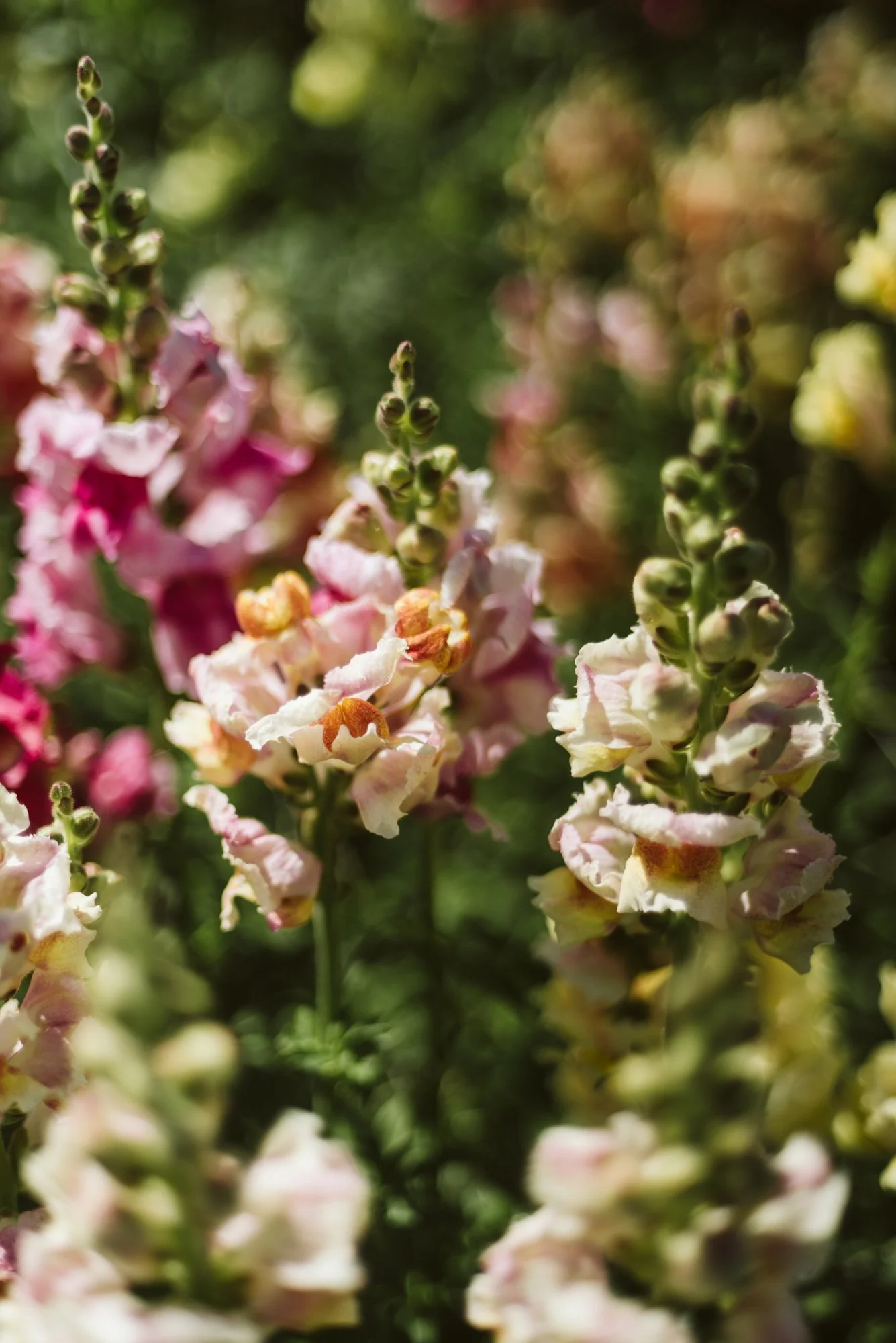 Close-up of pink and white snapdragon flowers in a garden.