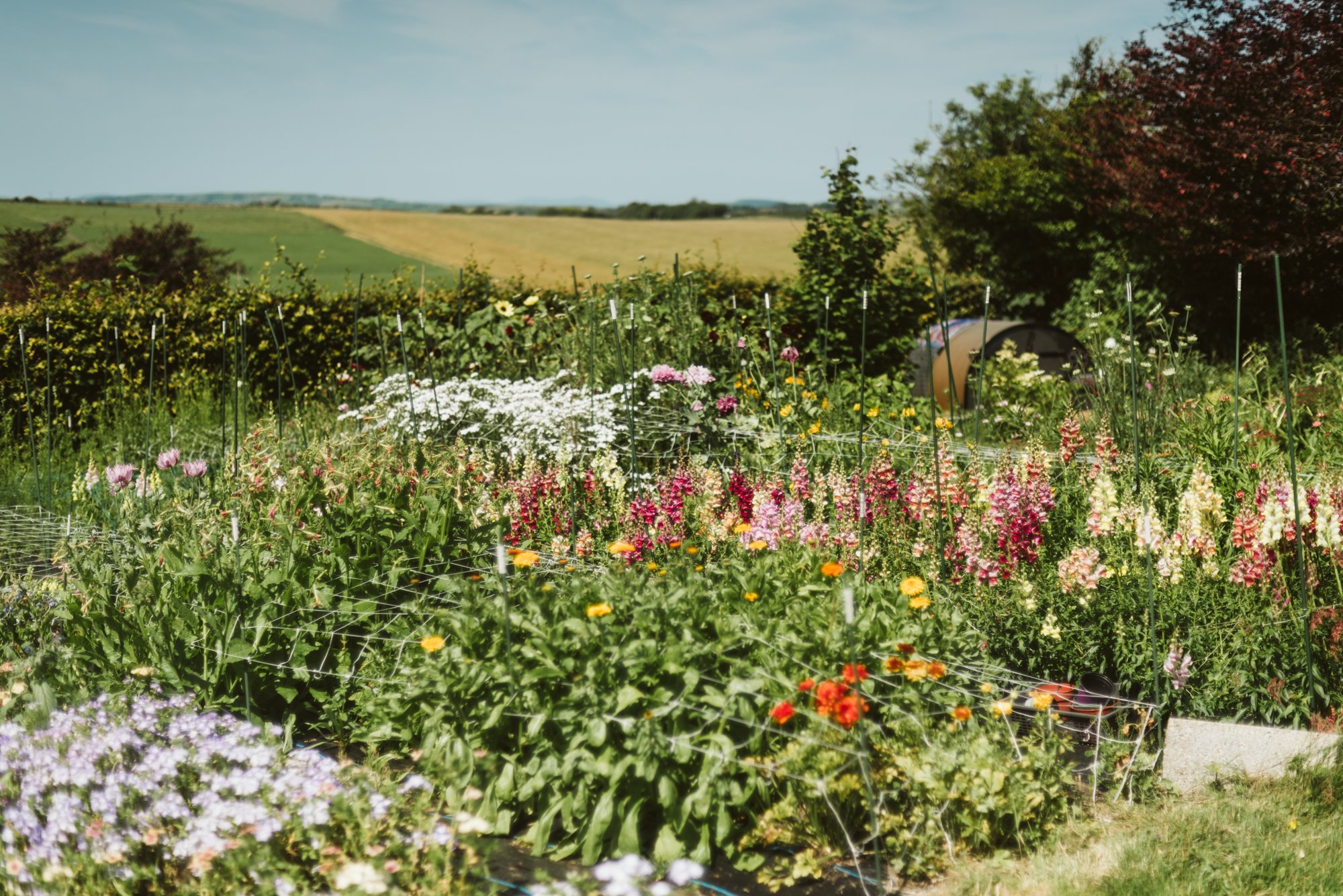 A vibrant flower garden with a variety of colorful flowers, supported by stakes and netting, against a rural landscape with fields and trees under a bright sky.