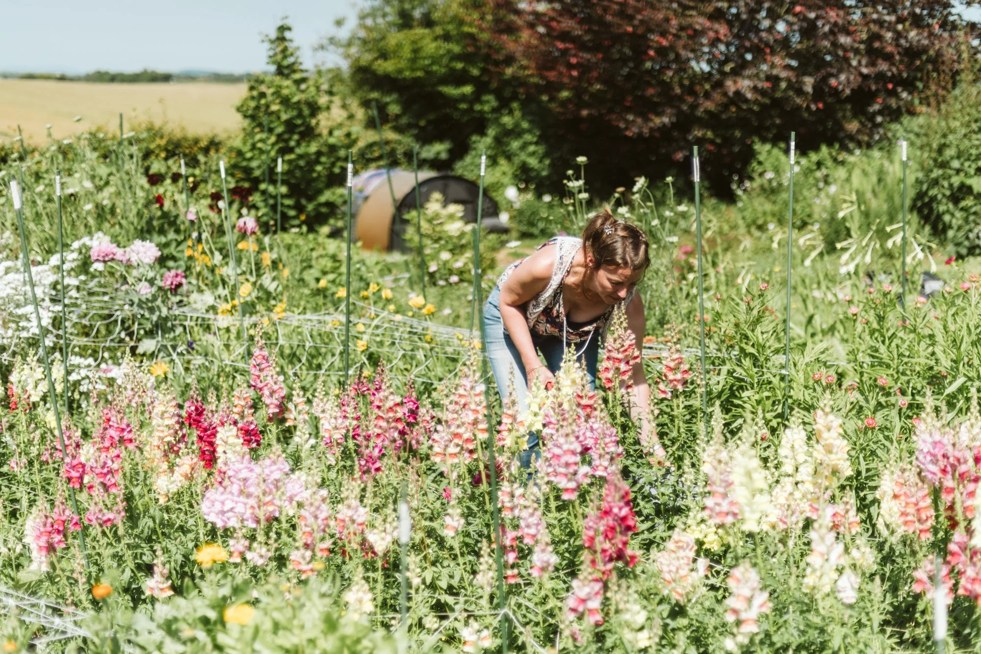 A woman is gardening in a colorful flower garden on a sunny day, surrounded by various blooming flowers and greenery.