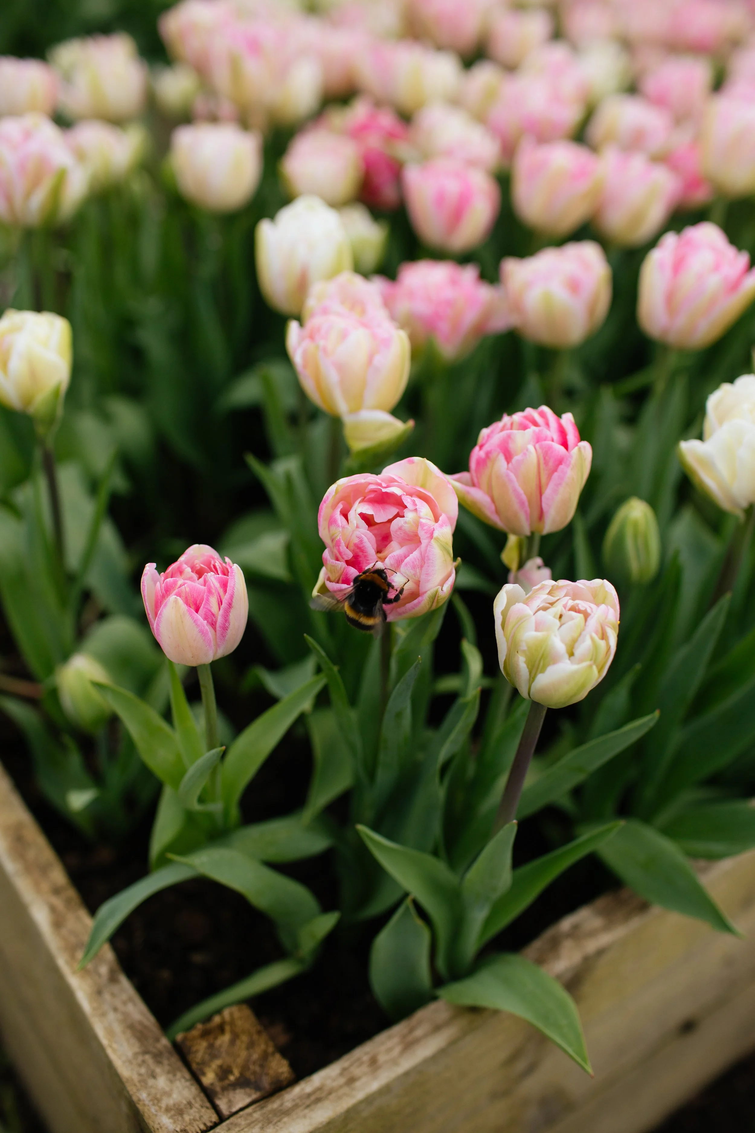Pink and white tulips in a wooden planter with a bee near the front.