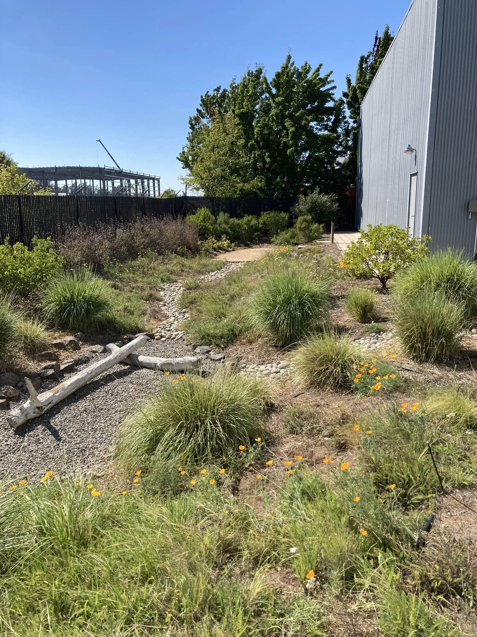 Native California Swale