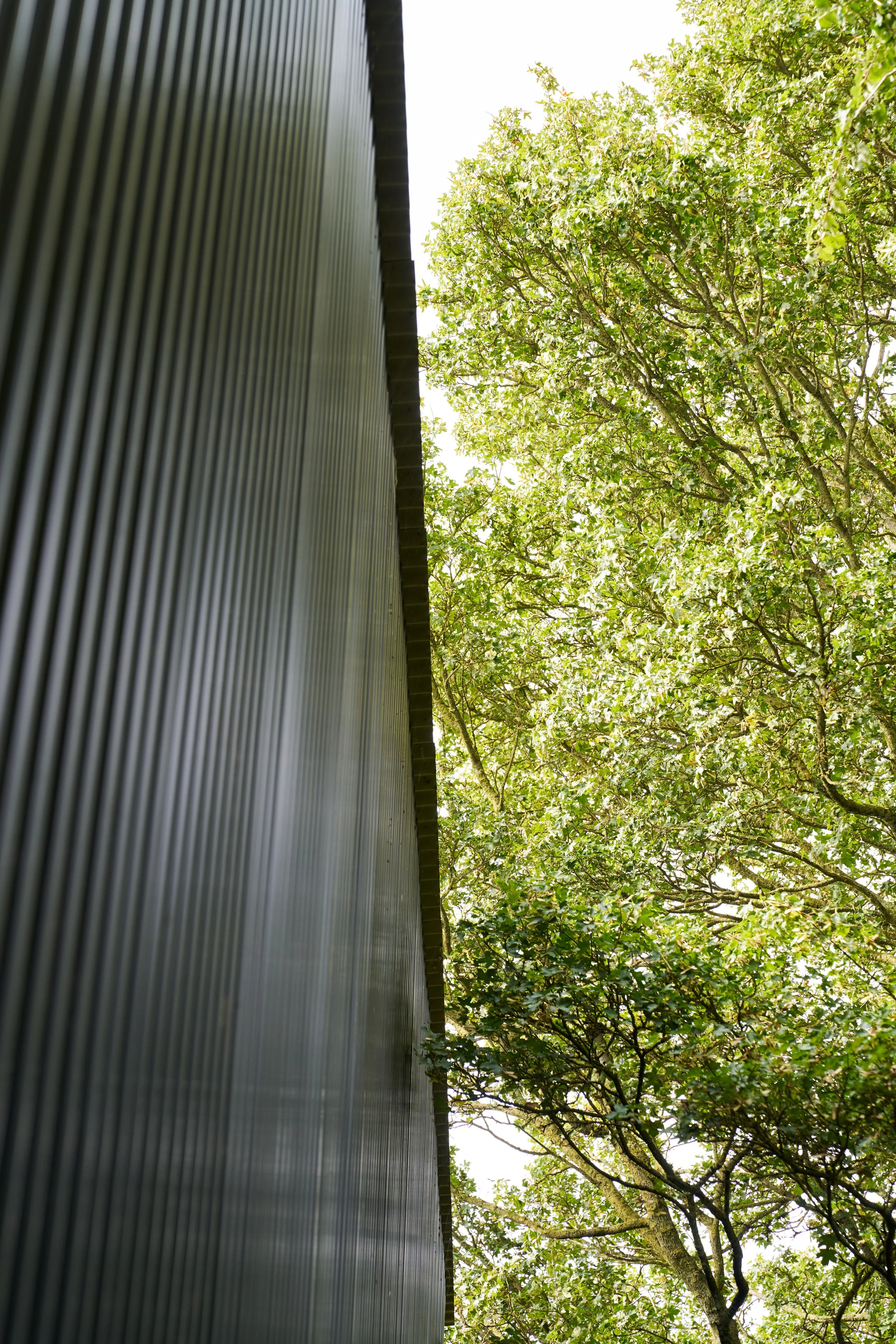 Web_Matt-Witts-Architecture_Quack-and-Shack_1211.jpg