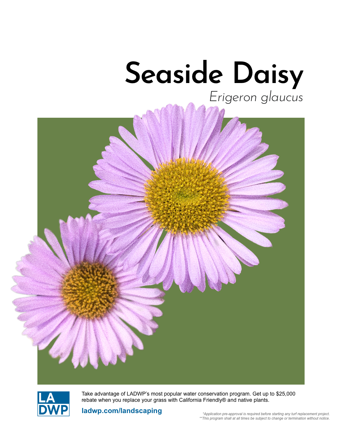 Final_White_Seaside_Daisy.png