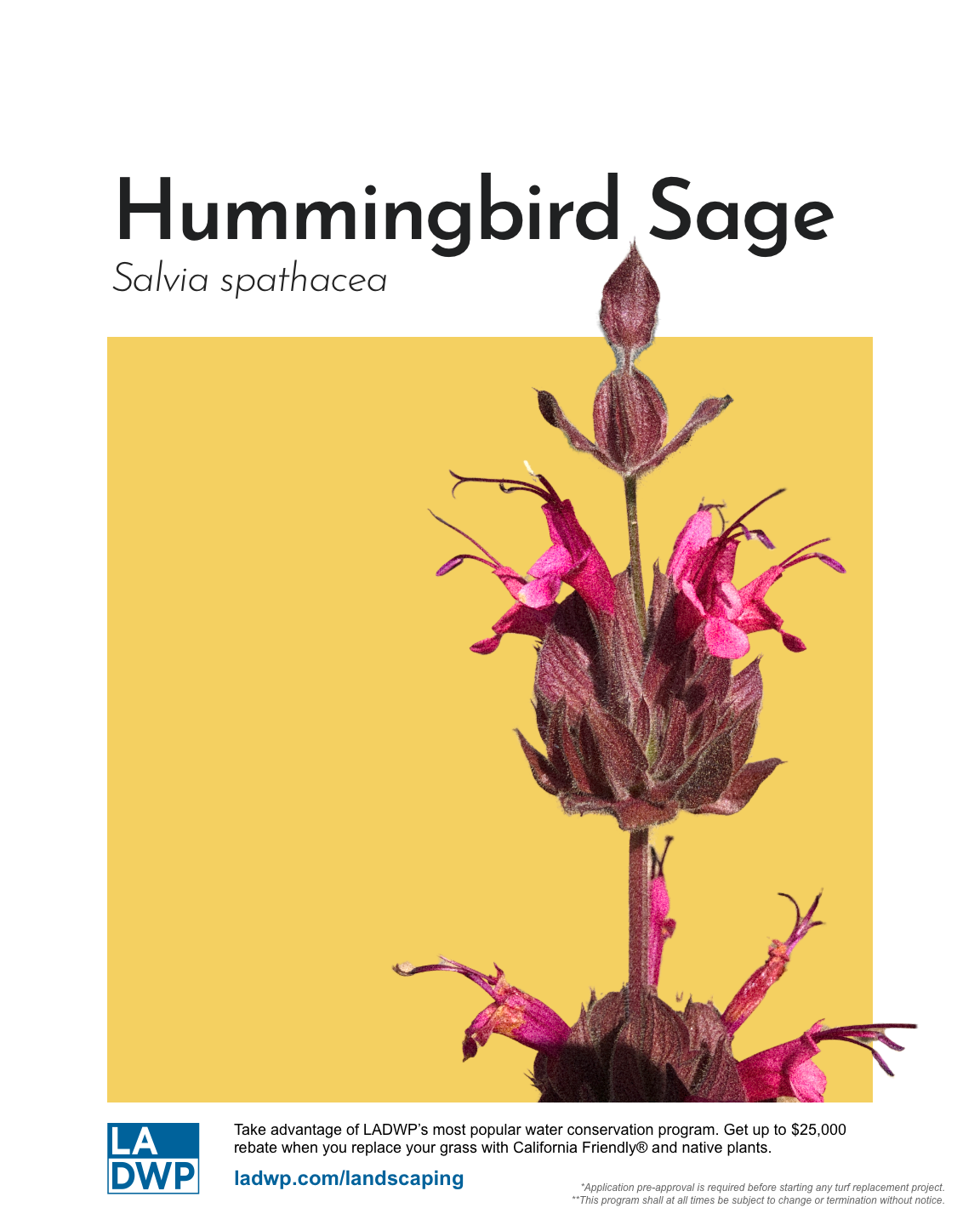 Final_White_Hummingbird_Sage.png