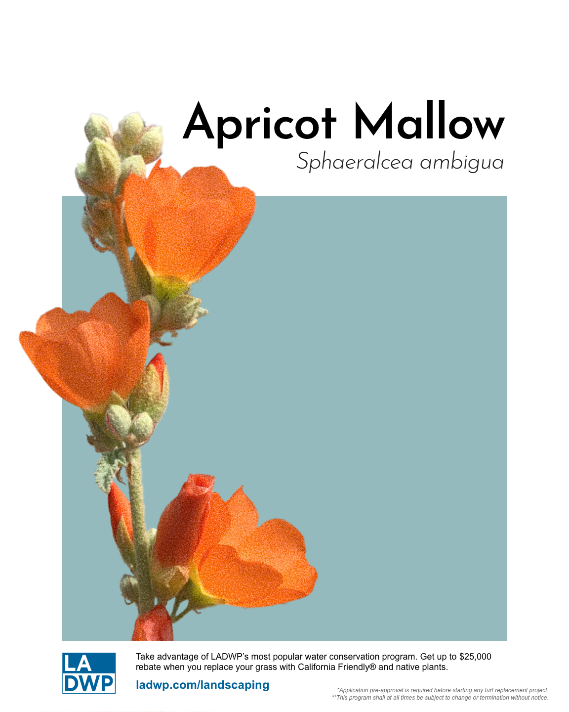 Final_White_Apricot_Mallow.png