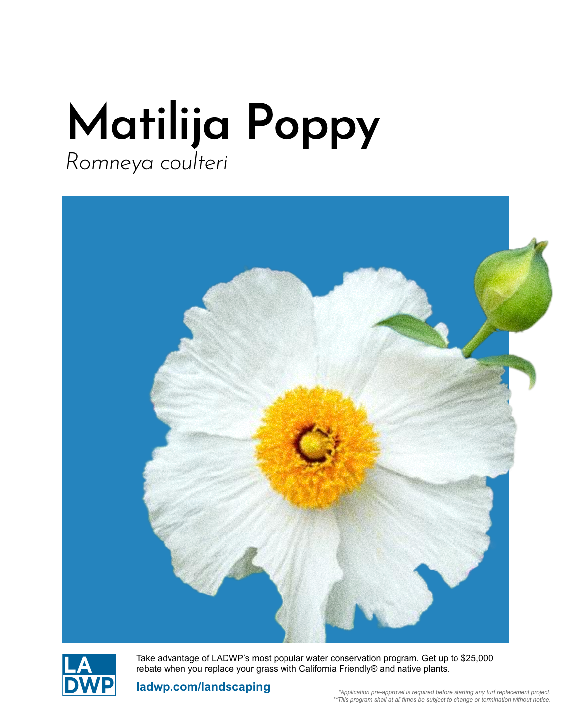 Final_White_Matilija_Poppy.png