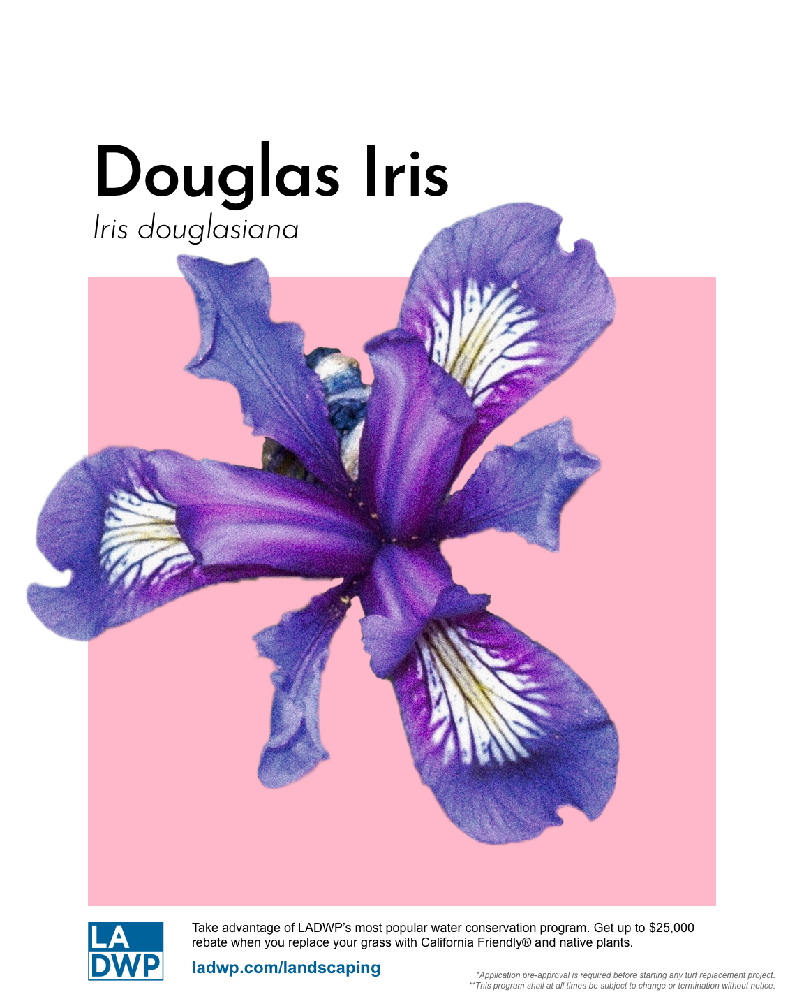 Final_White_Douglas_Iris.png