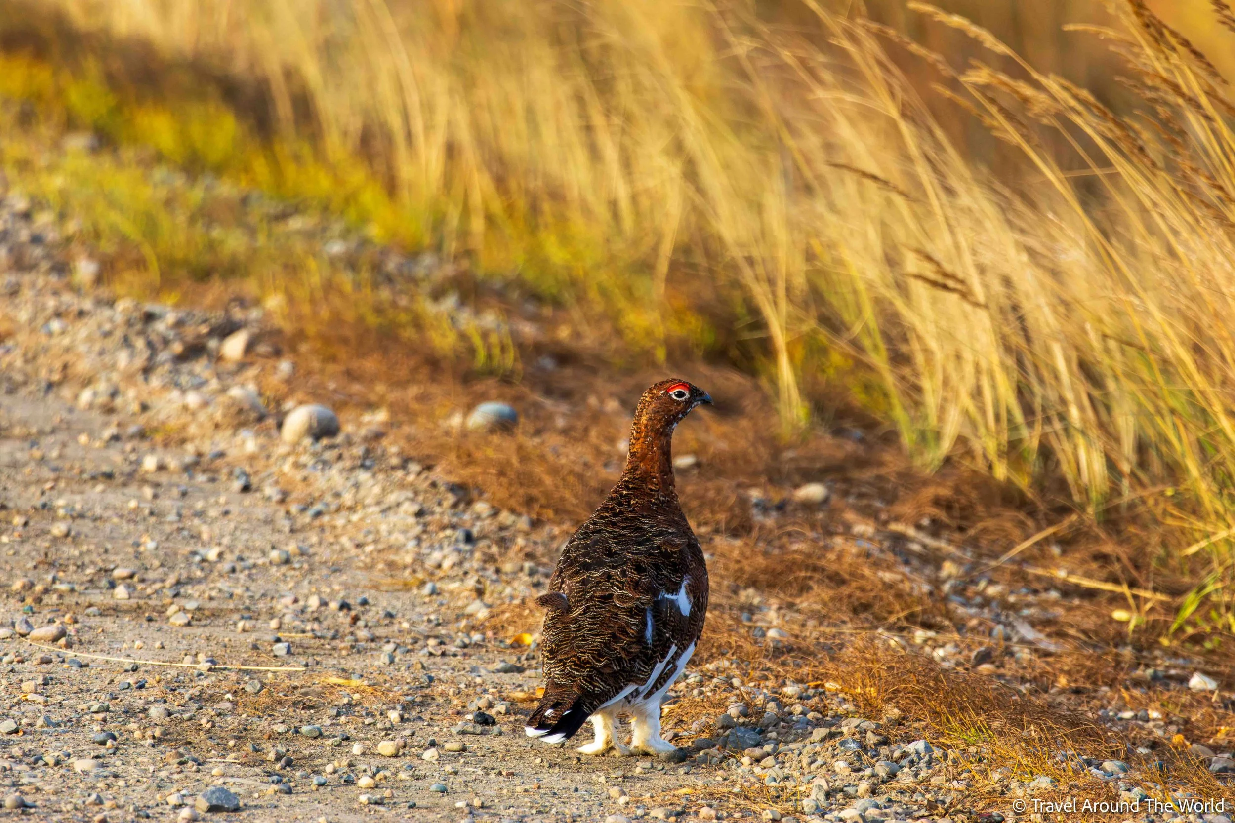 Schneehuhn (Ptarmigan)