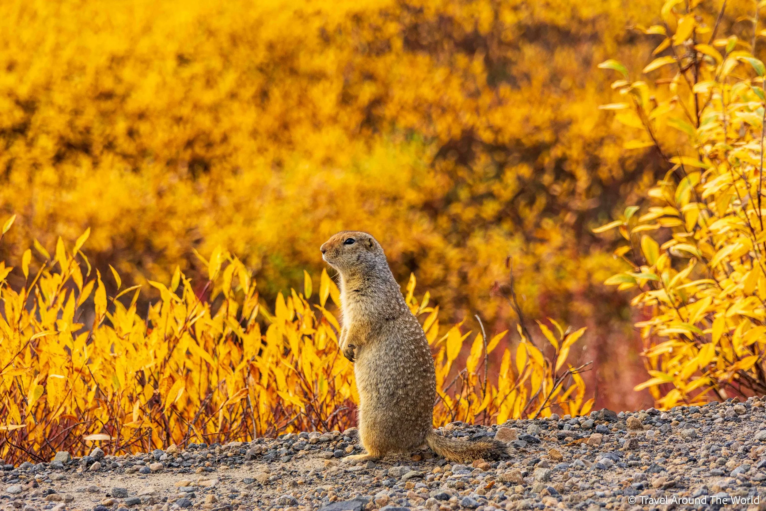 Erdhörnchen (Ground Squirrel)