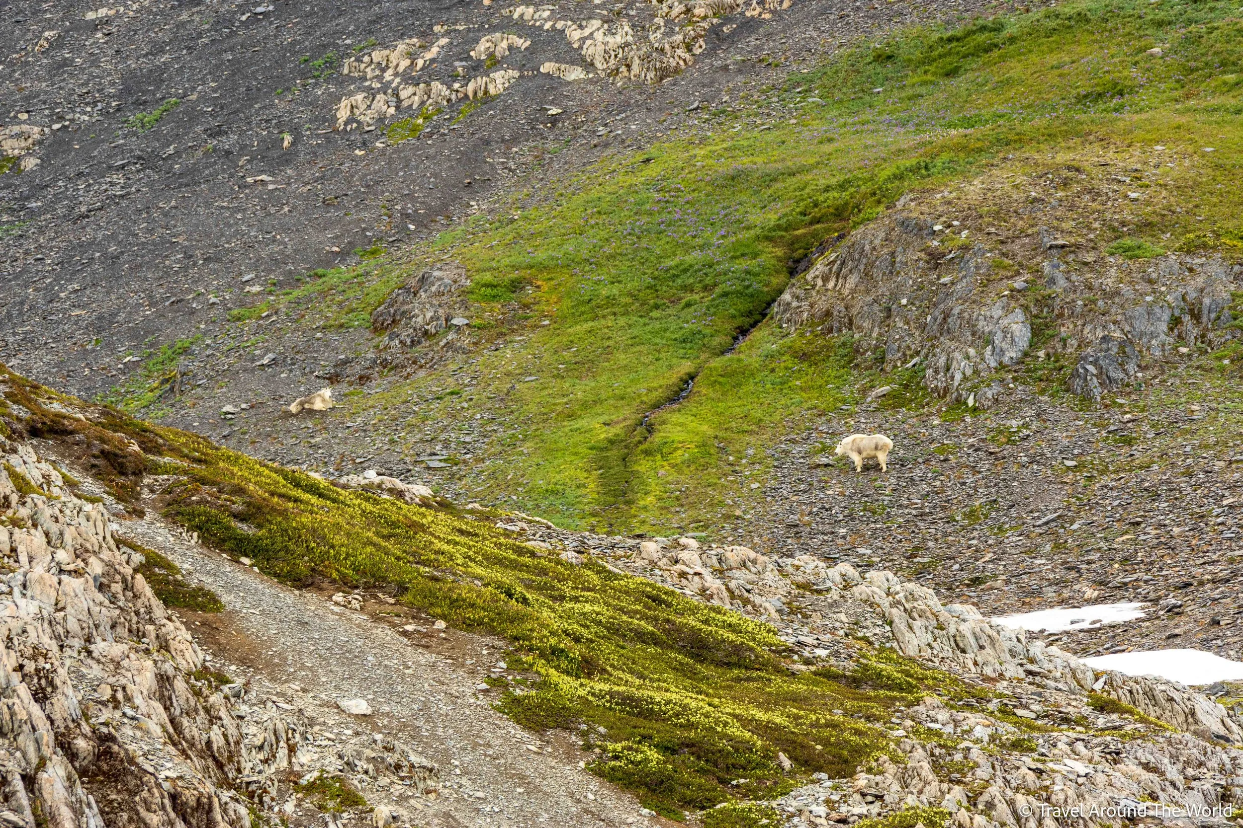 Bergziegen (Mountain Goats)