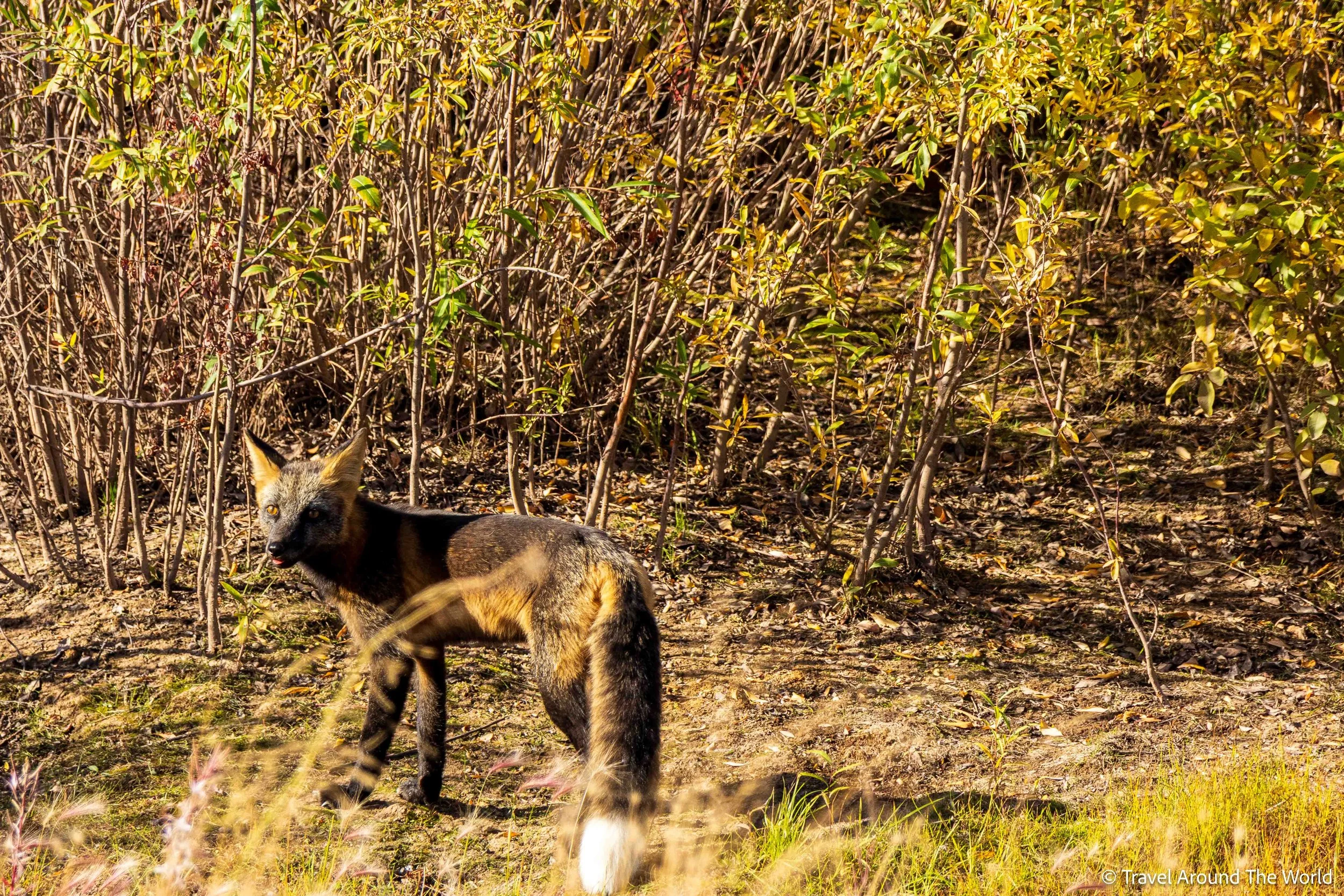 Polarfuchs (Arctic Fox)