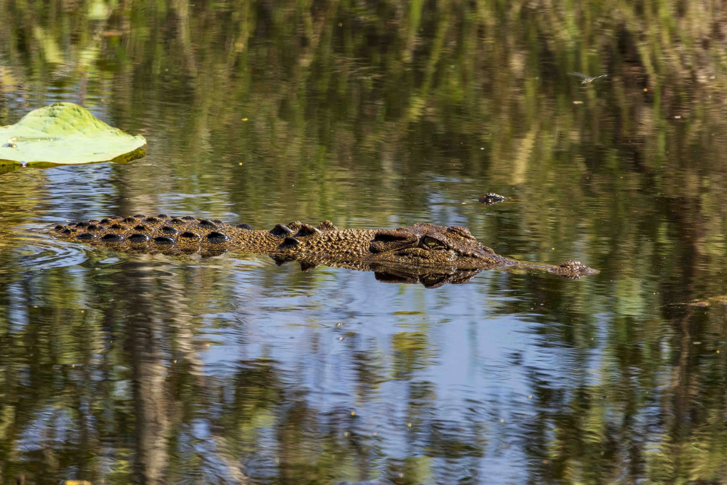 #32: Umdisponieren im Reich der Krokodile