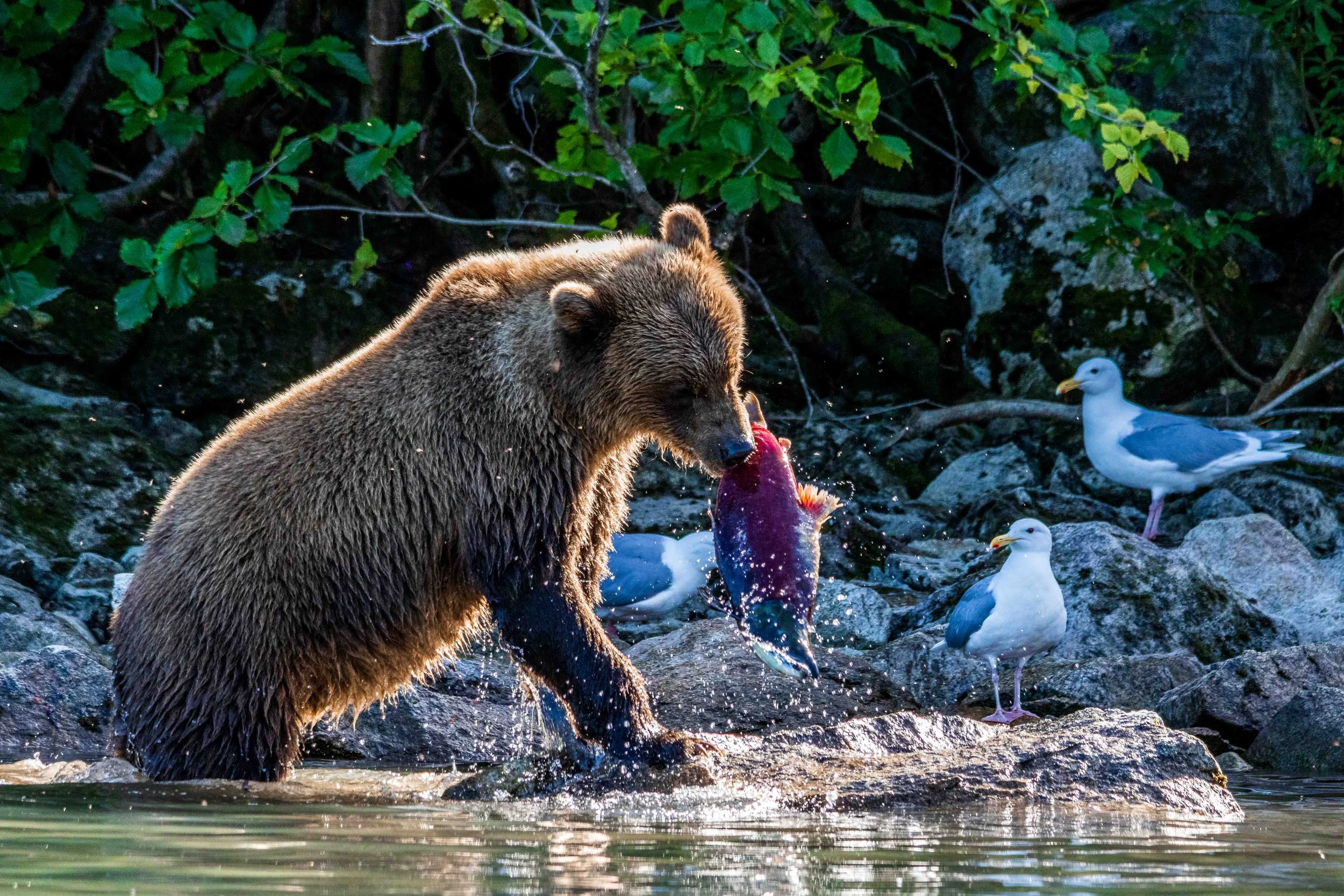 #44: Im Reich der Bären