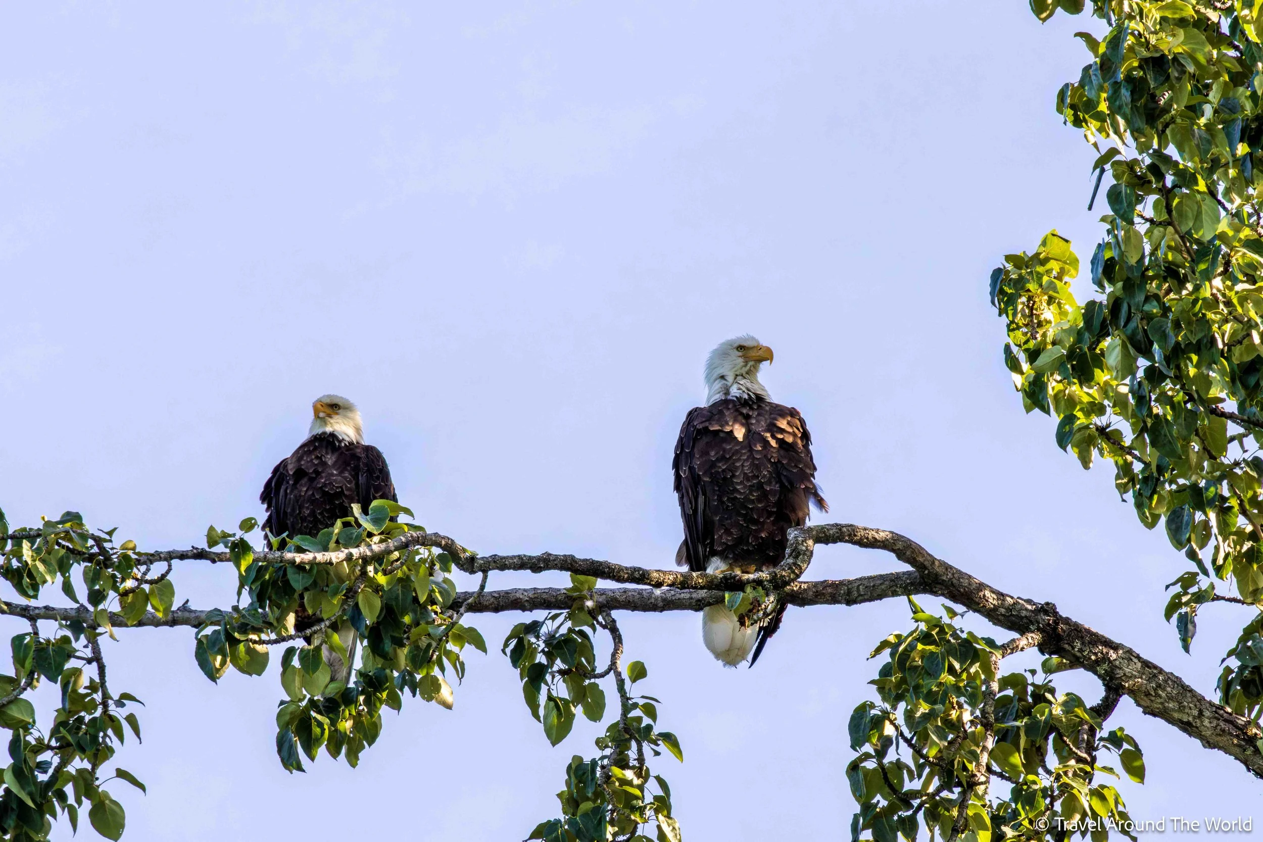 Weisskopfseeadler (Bald Eagles)