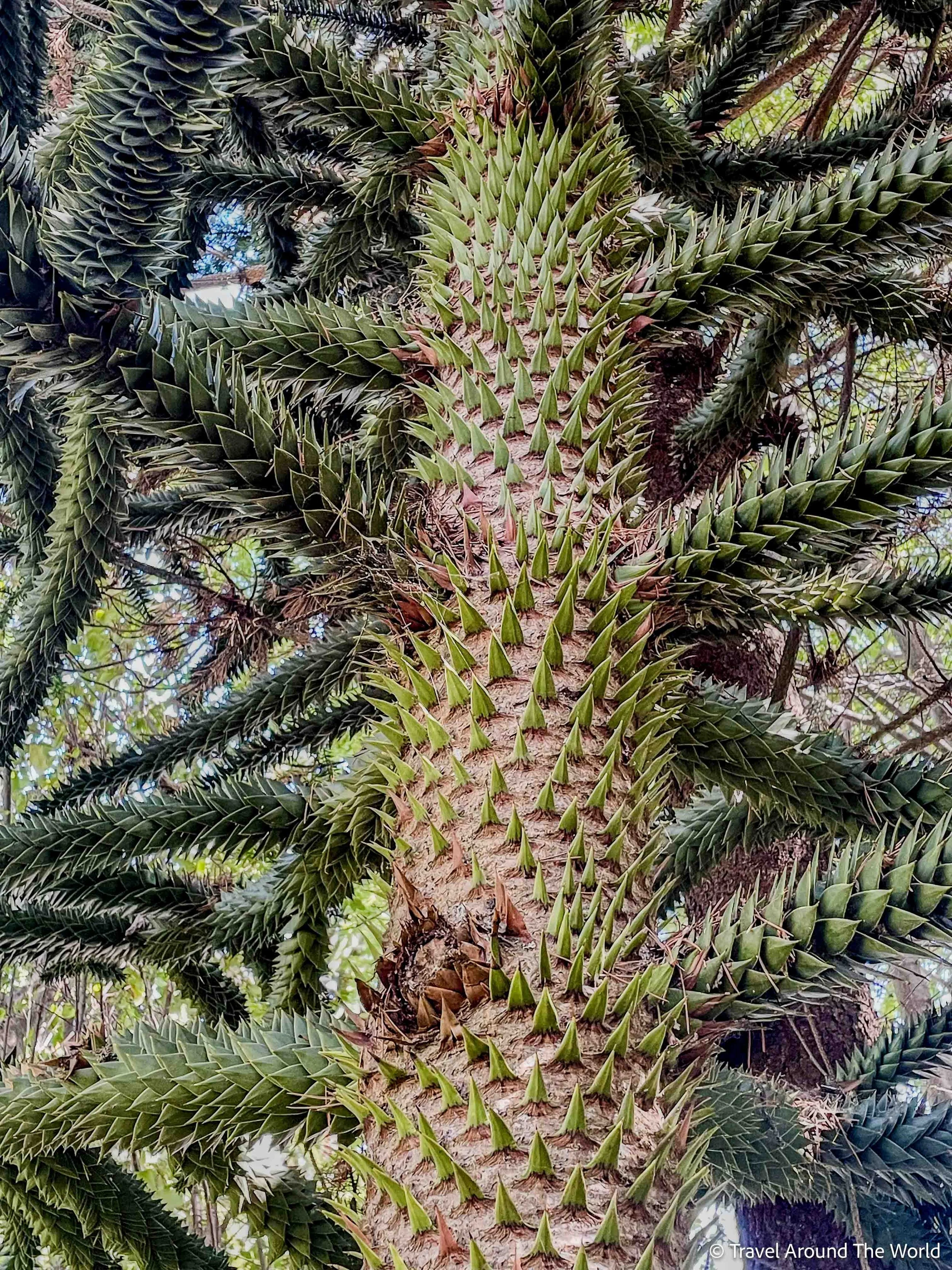 Chilenischen Araukarie