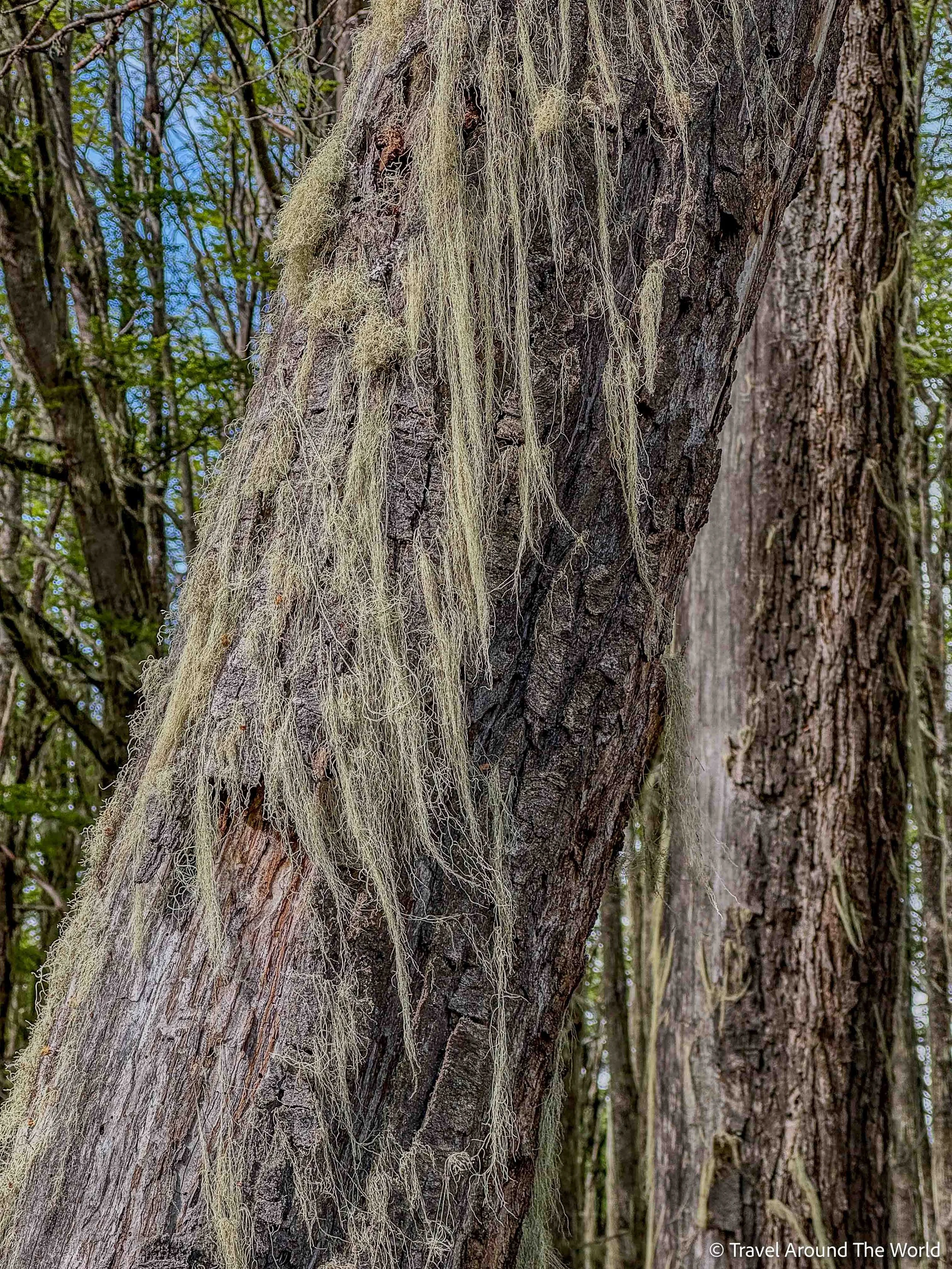moos- und flechtenbehangener Baum