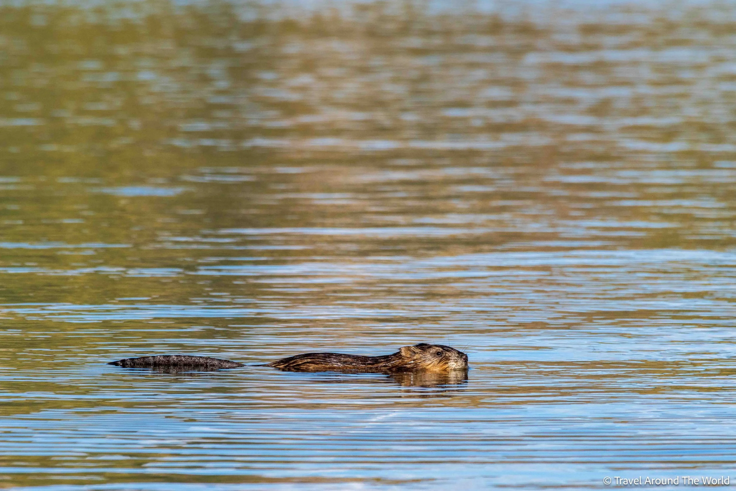 Bisamratte (Muskrat)