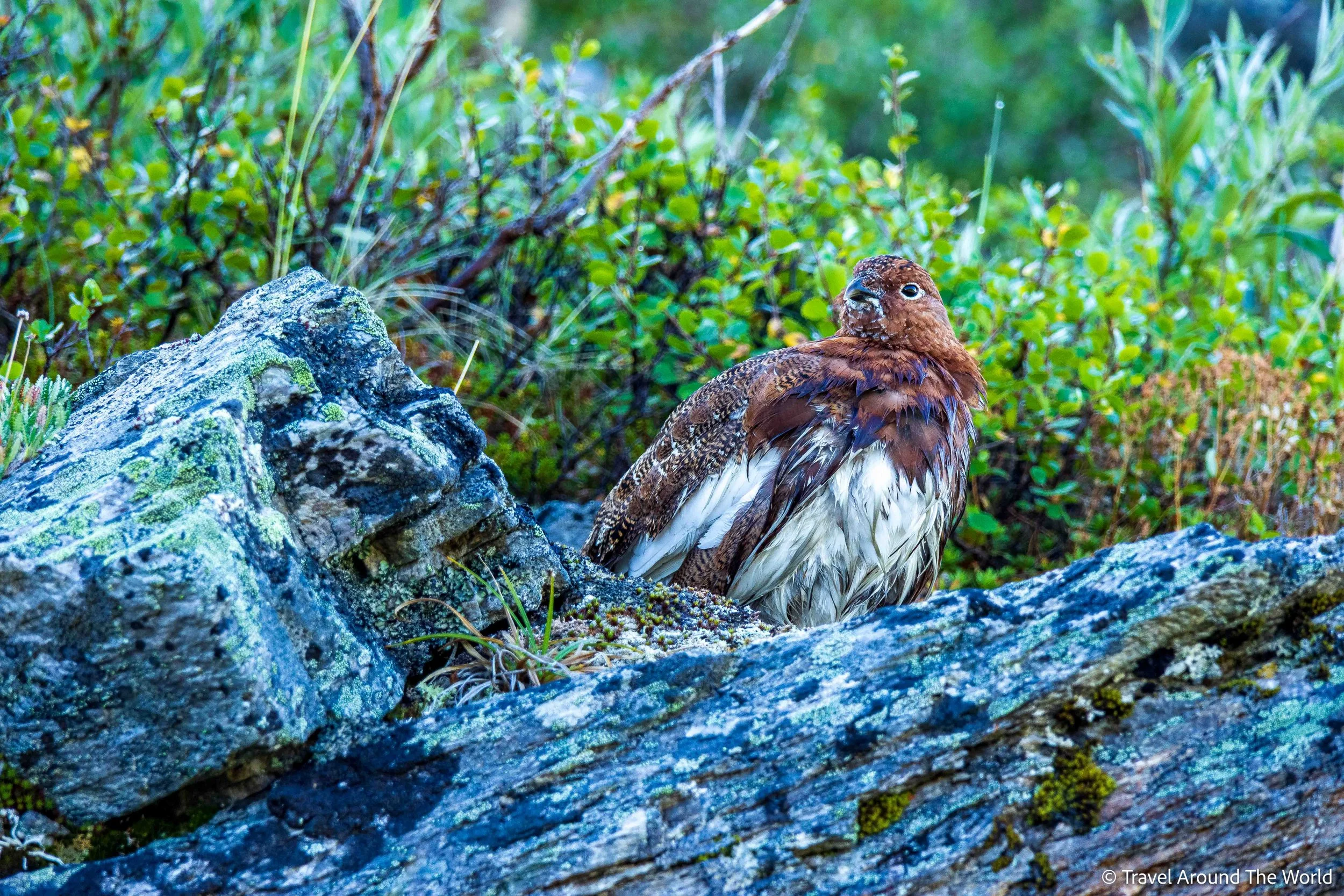 Schneehuhn (Ptarmigan)