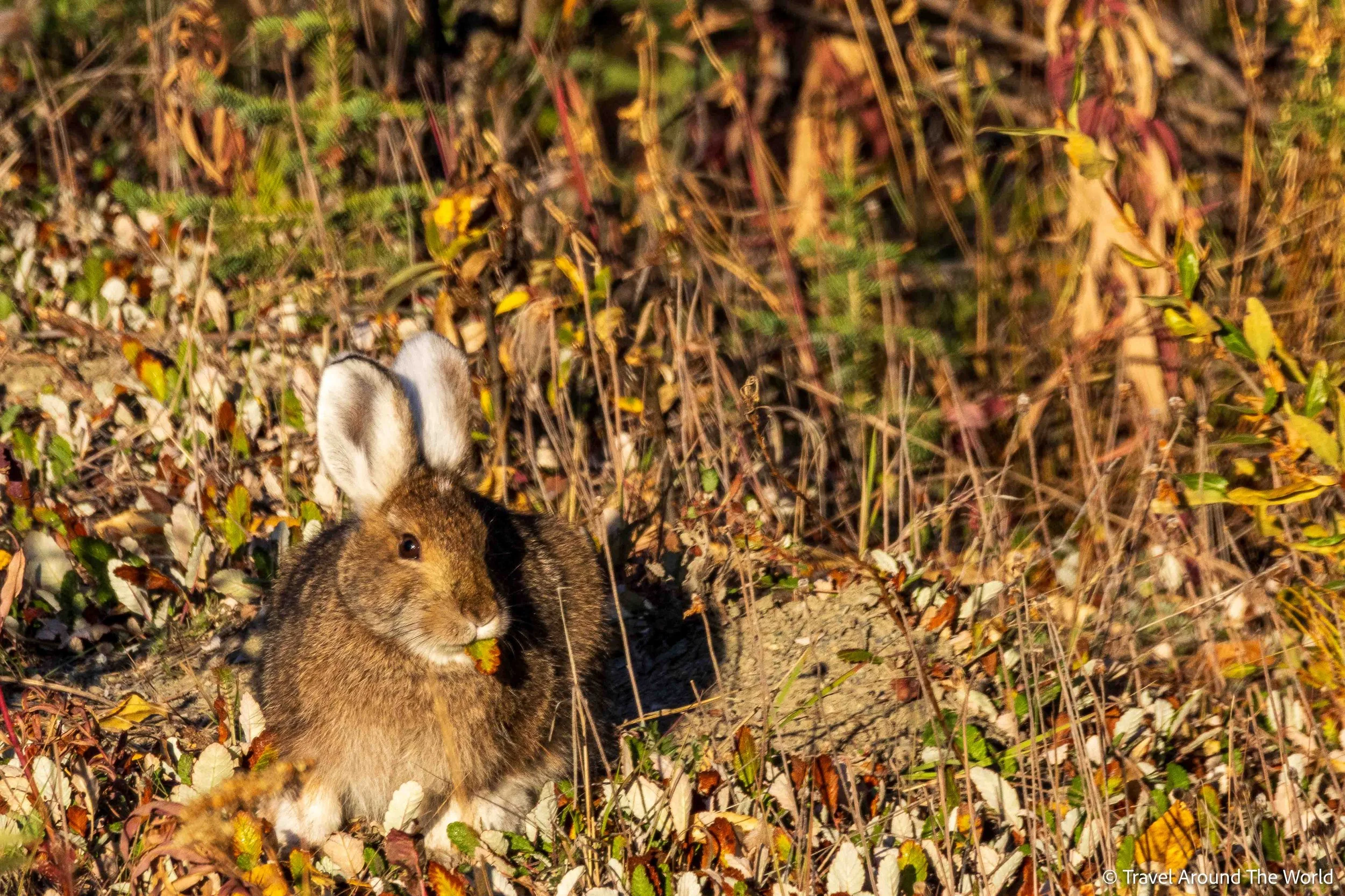 Schneehase (Snowshoe Hare)