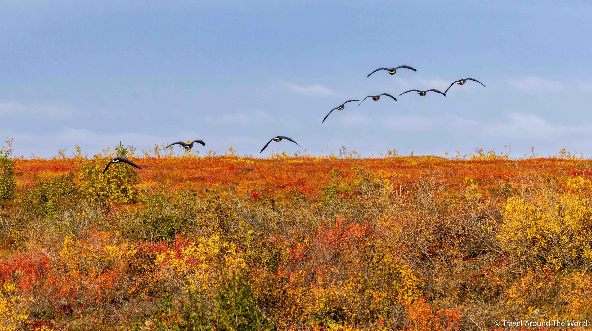 Kanadagänse (Canada Geese)