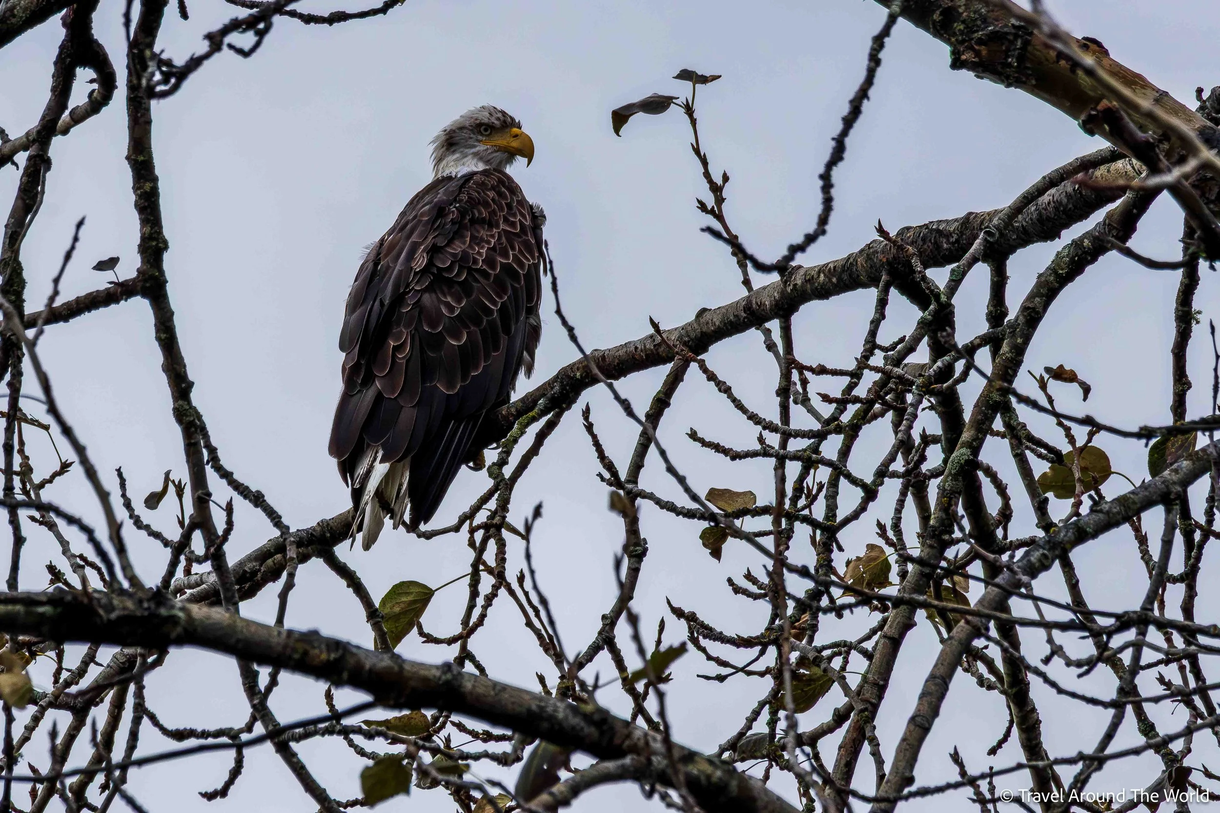 Weisskopfseeadler (Bald Eagle)