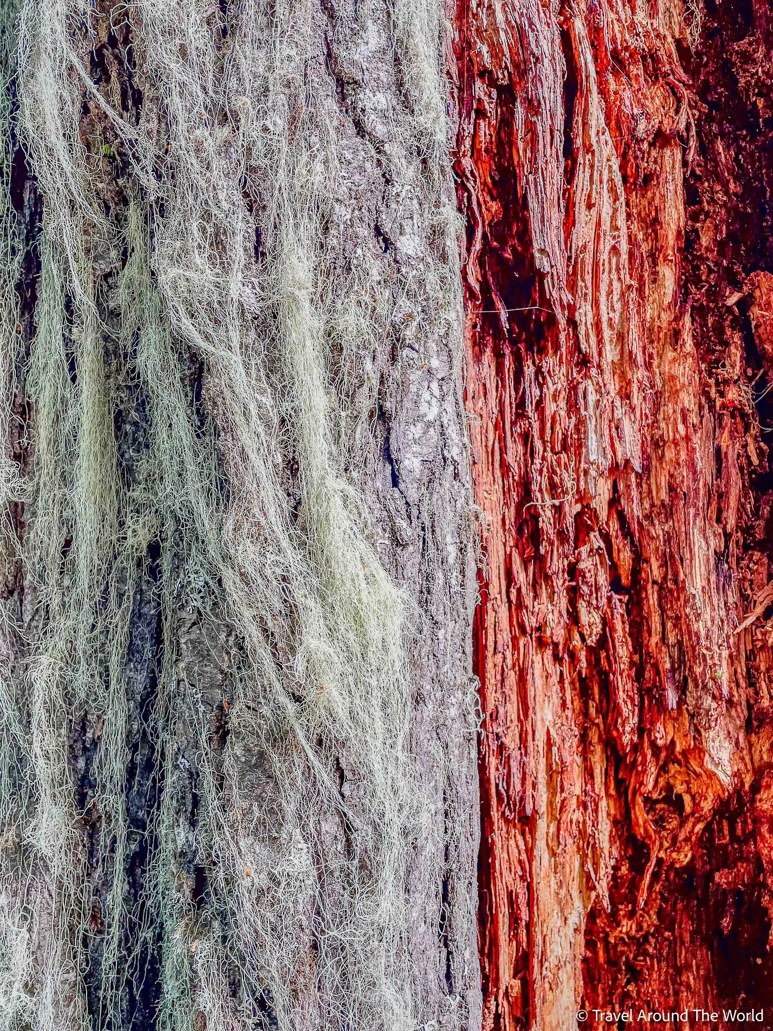 moos- und flechtenbehangener Baum