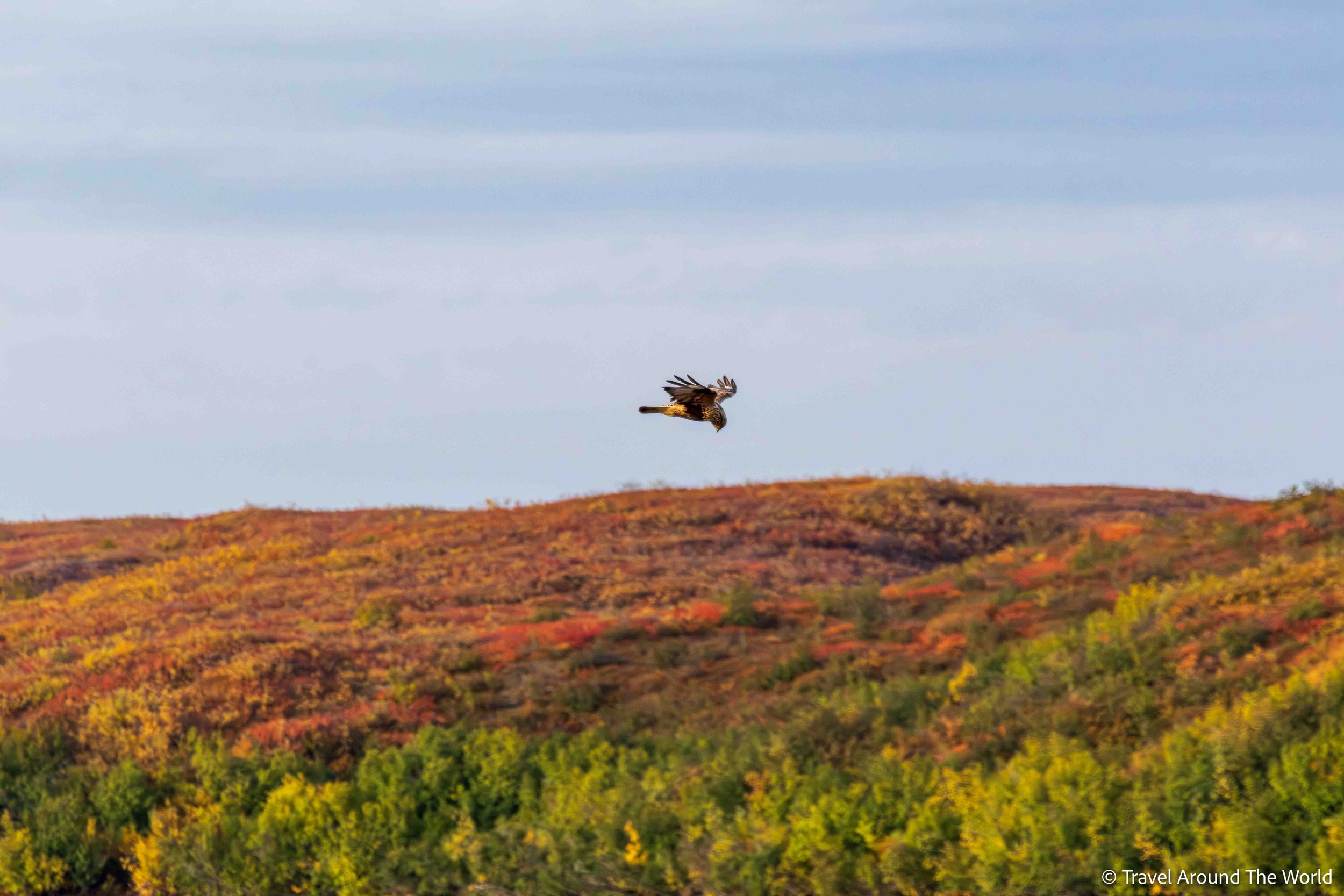 Greifvogel bei der Jagd