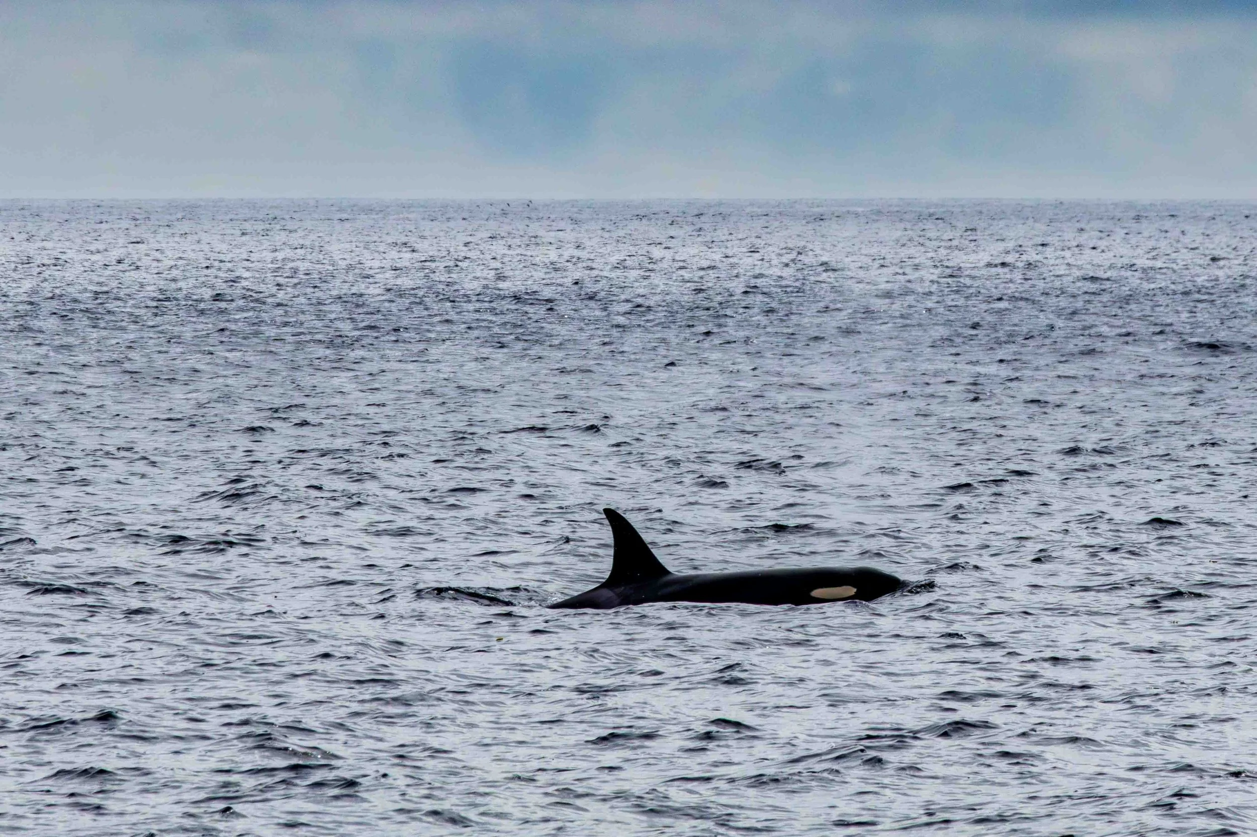 #45: Im Reich der Wale und Seelöwen