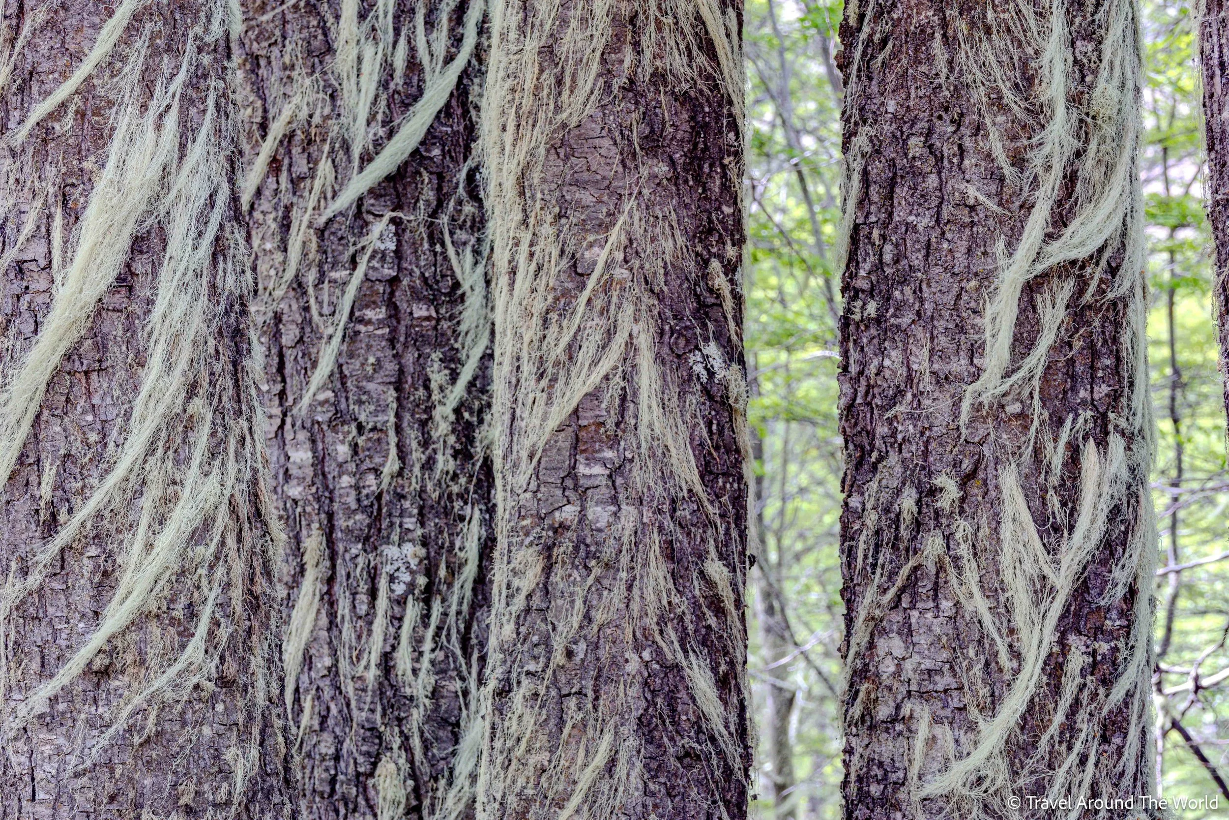 moos- und flechtenbehangener Baum