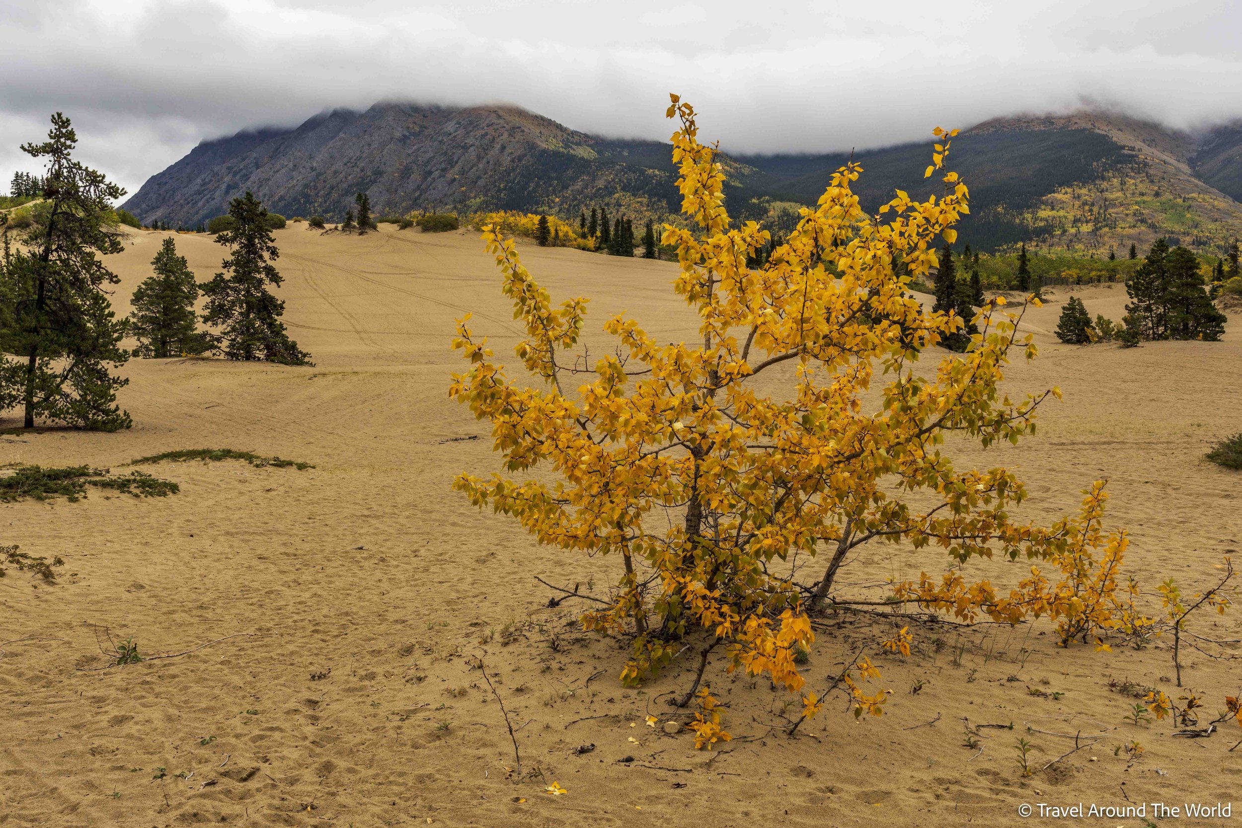 Carcross Desert